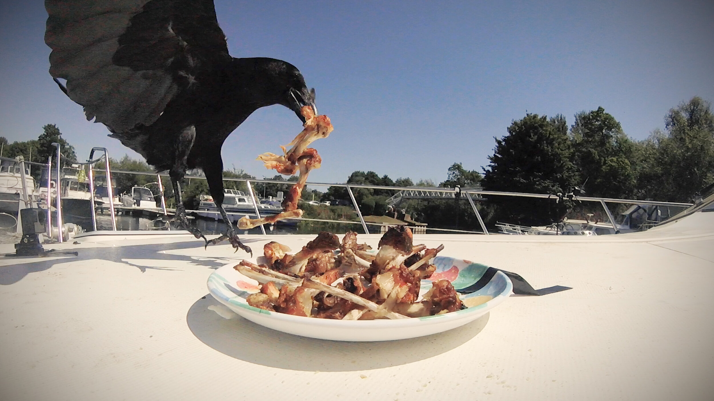 Crow eating chicken wings - Bay Marina - UK