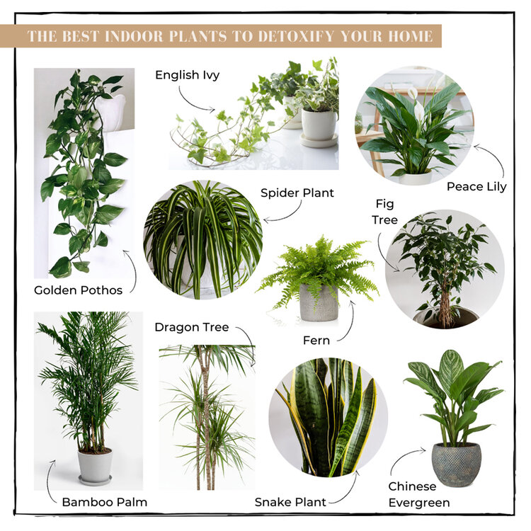 The best plants to detoxify your home — Vibration Interior Design