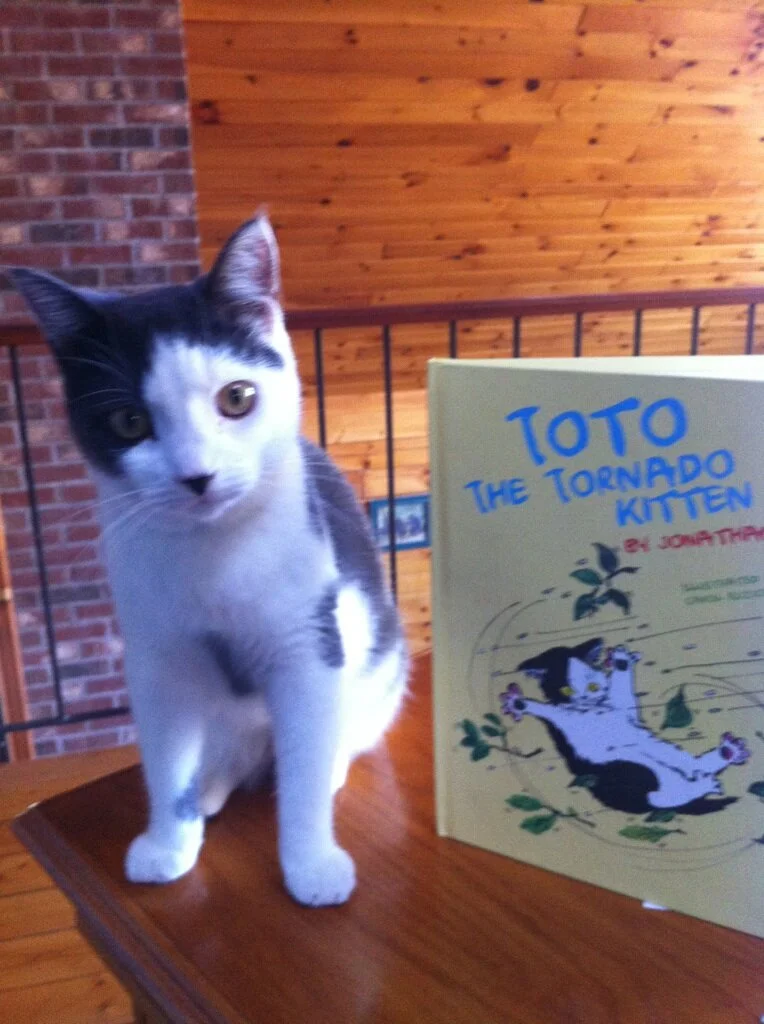 Toto Photos Toto The Tornado Kitten