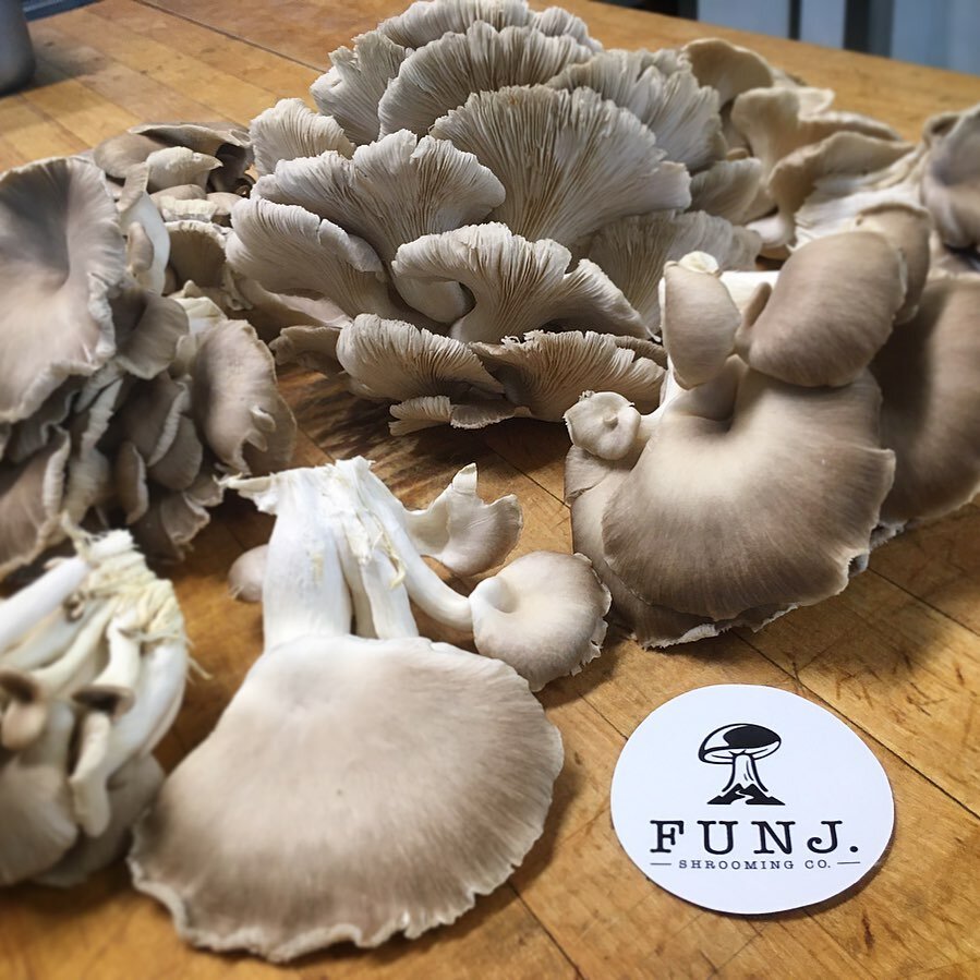 Happy FRY-day folks!!! We received this gorgeous delivery of Phoenix Mushrooms from local grower; FUNJ. We just can&rsquo;t wait to dip these bad girls in our beer batter and fry them til they are crispy and golden! 🤤 They will make for an amazing v