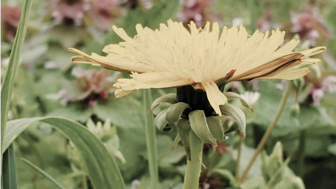 dandelion1.jpg