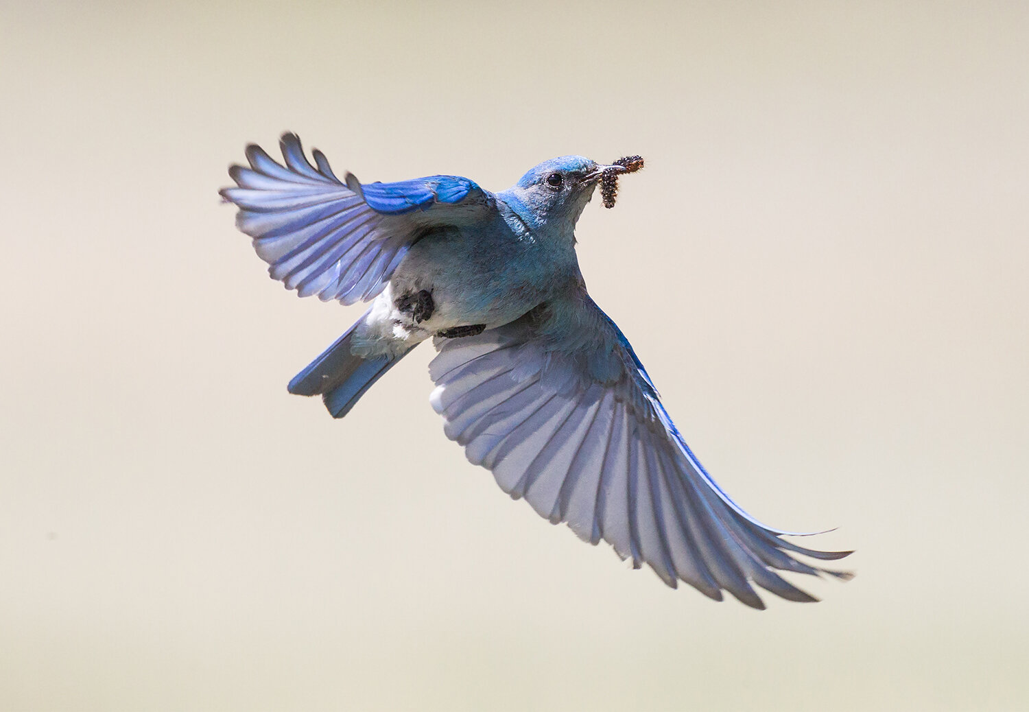 Mountain Bluebird — Mountain Bluebird Trails Conservation Society