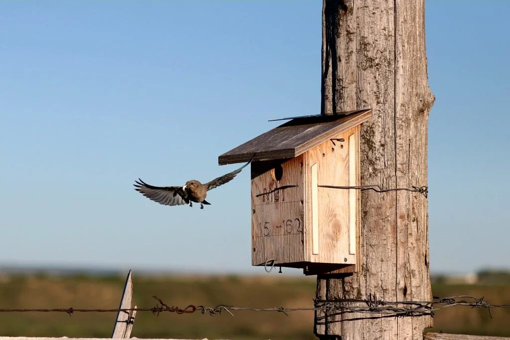 Nest Box Building | Support Bluebird Conservation – Build & Install ...