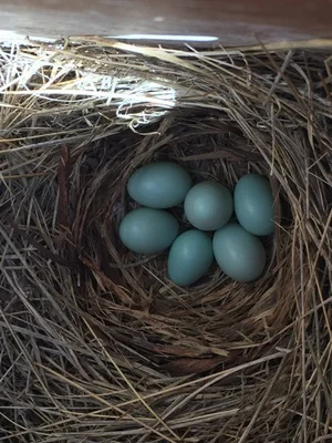Bird Nest Citizen Science: Discover, Track, and Protect Wildlife