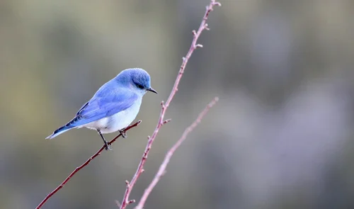 Where to Find a Mountain Blue Bird: Ultimate Guide for Birdwatchers