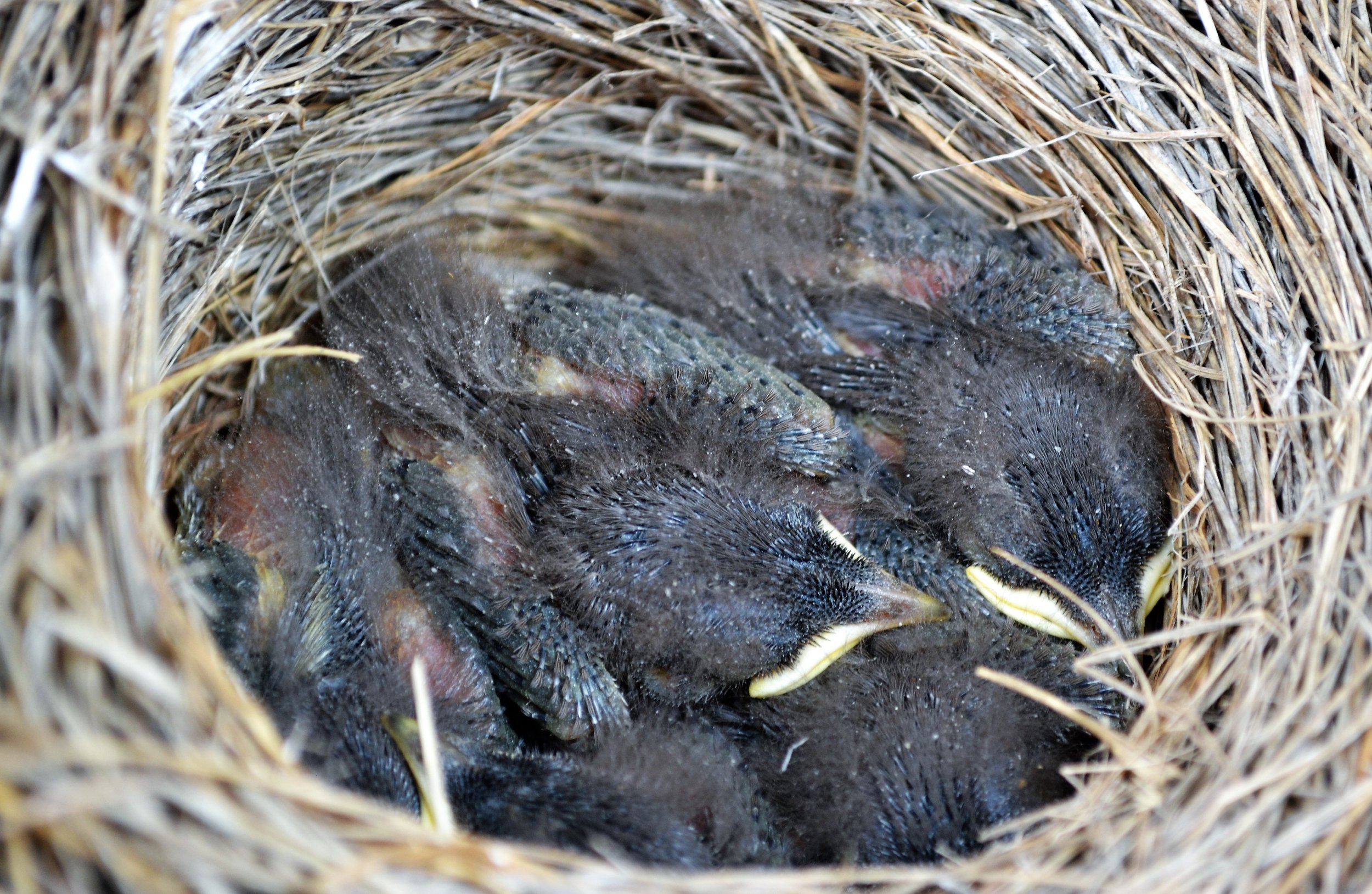 Mountain Bluebird nestlings!