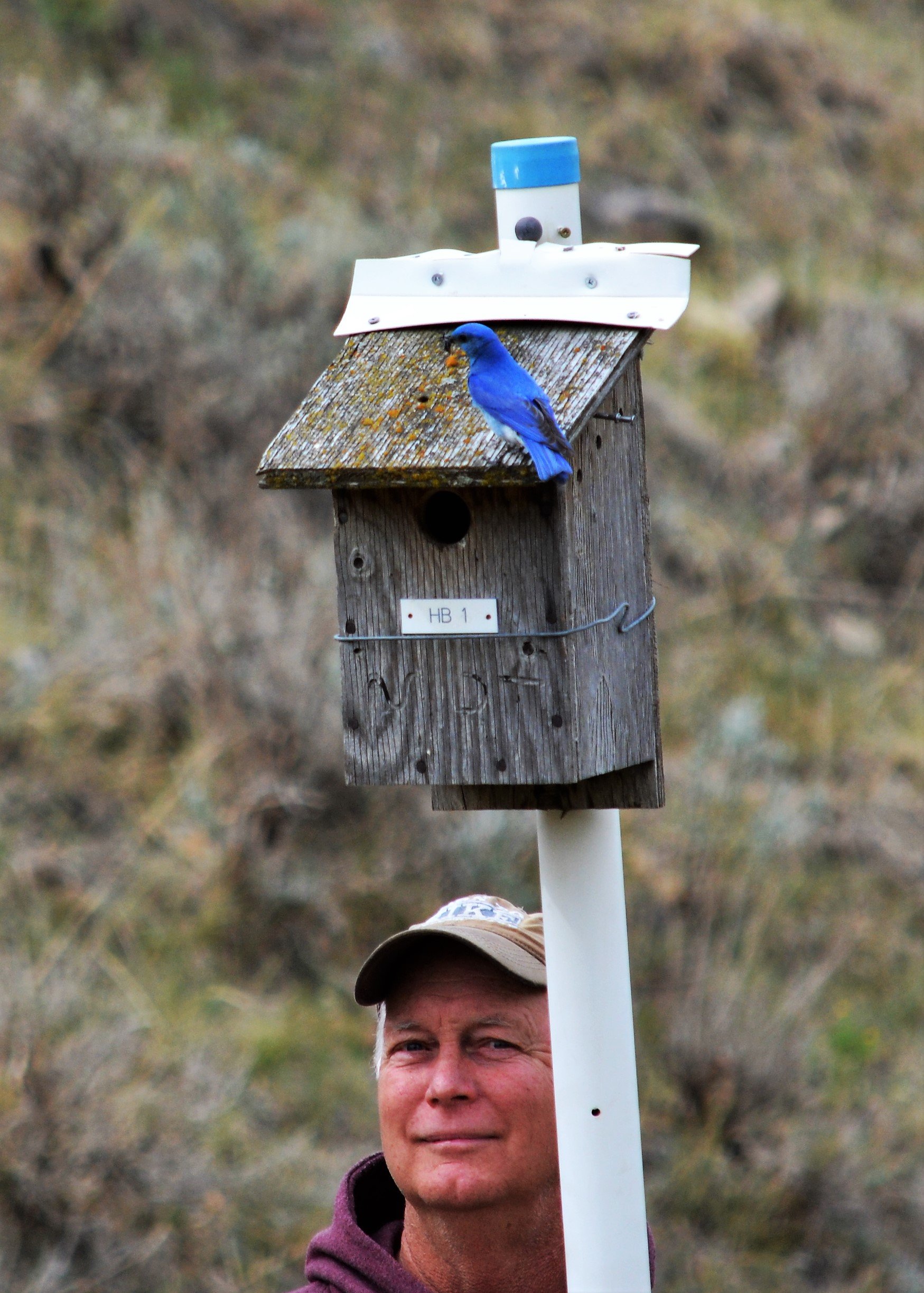 Mountain Bluebirds were never far from their nestbox