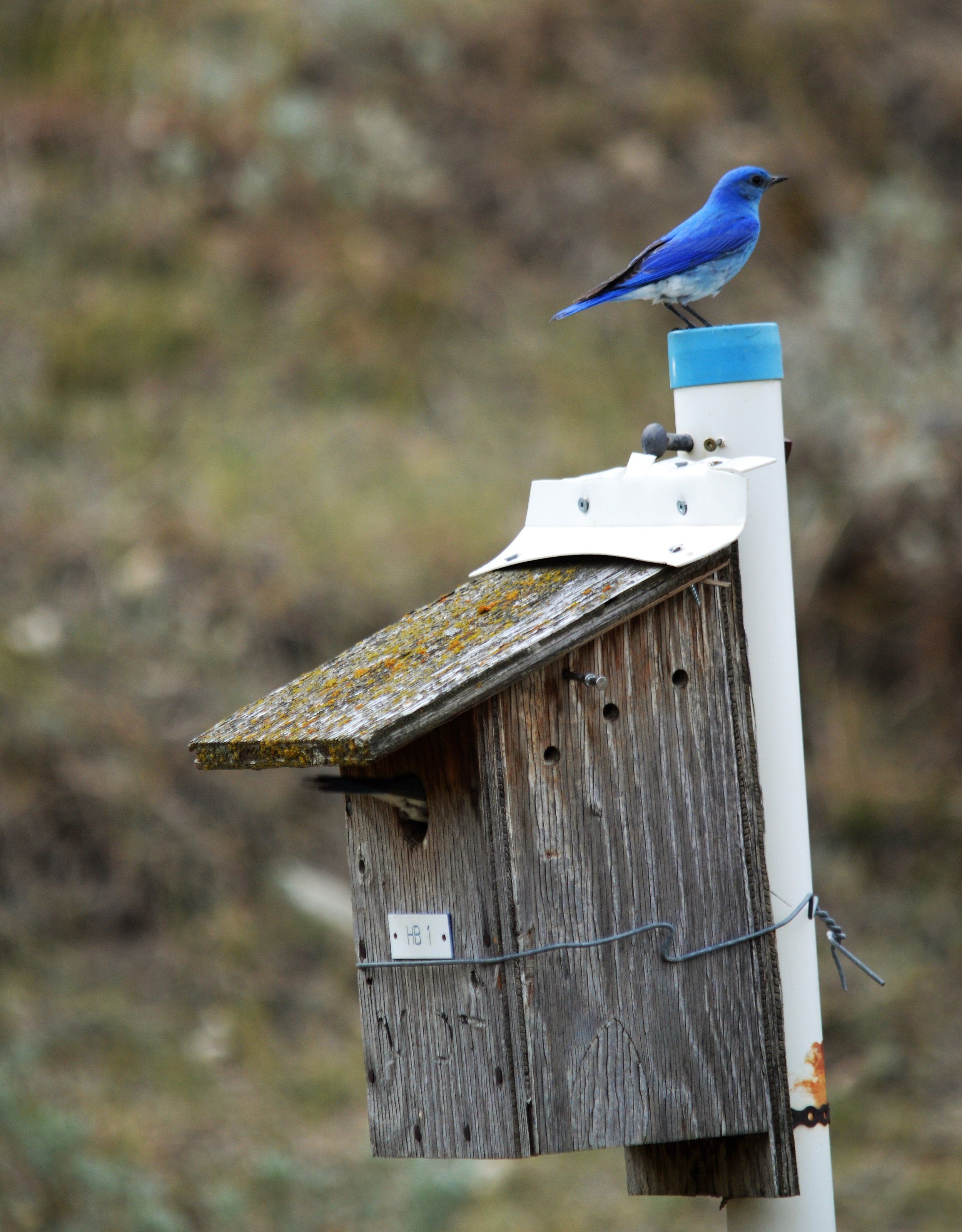 Male Mountain Bluebird on top of nest box