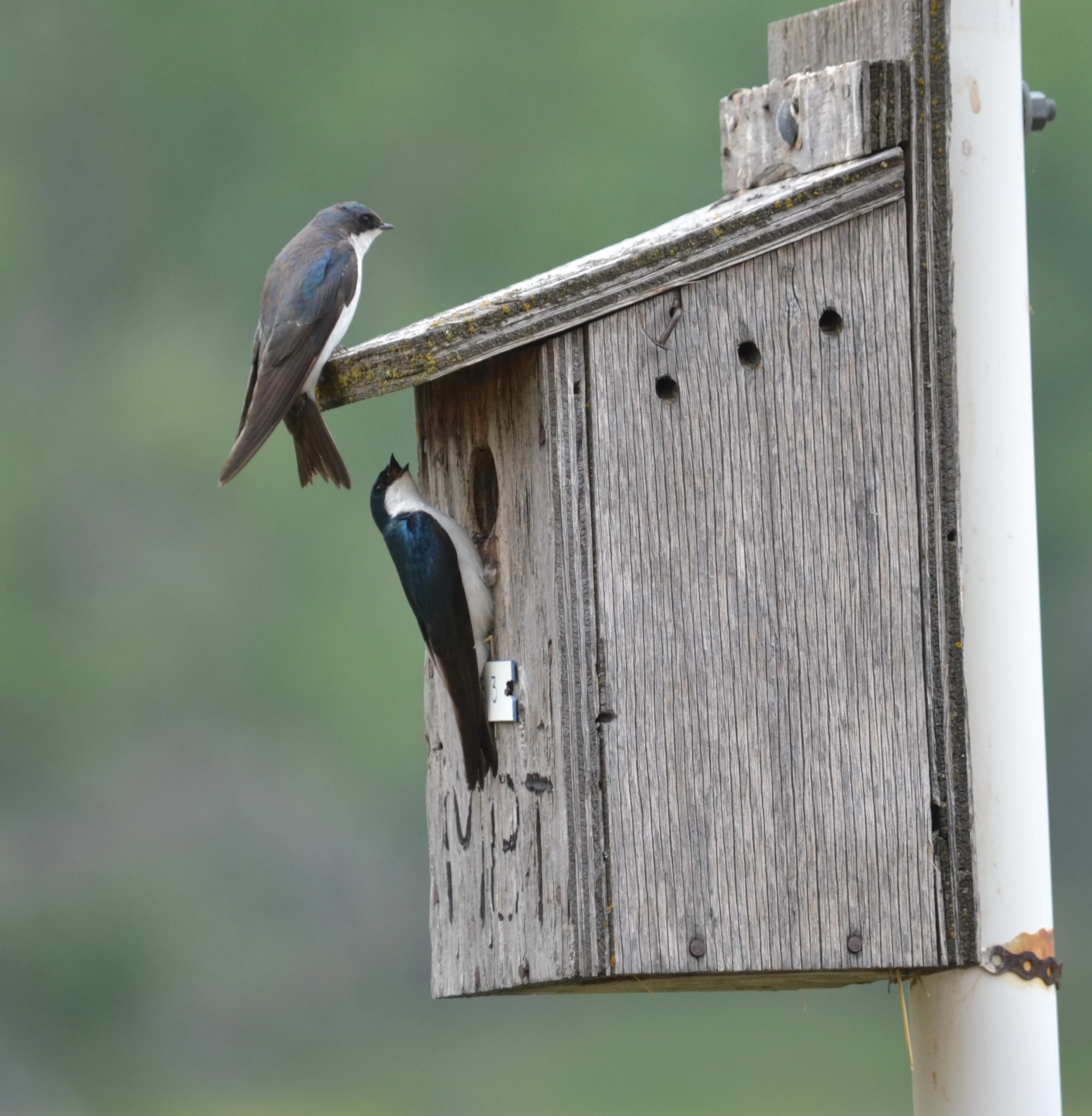 Tree Swallows.DSC_0246.JPG
