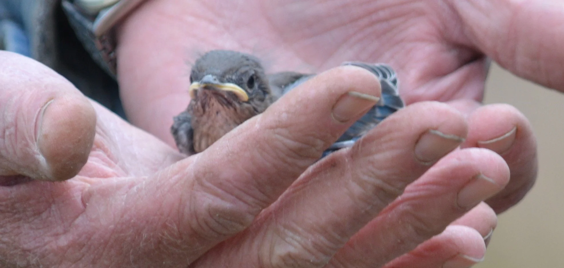Nestling.DSC_0262.JPG