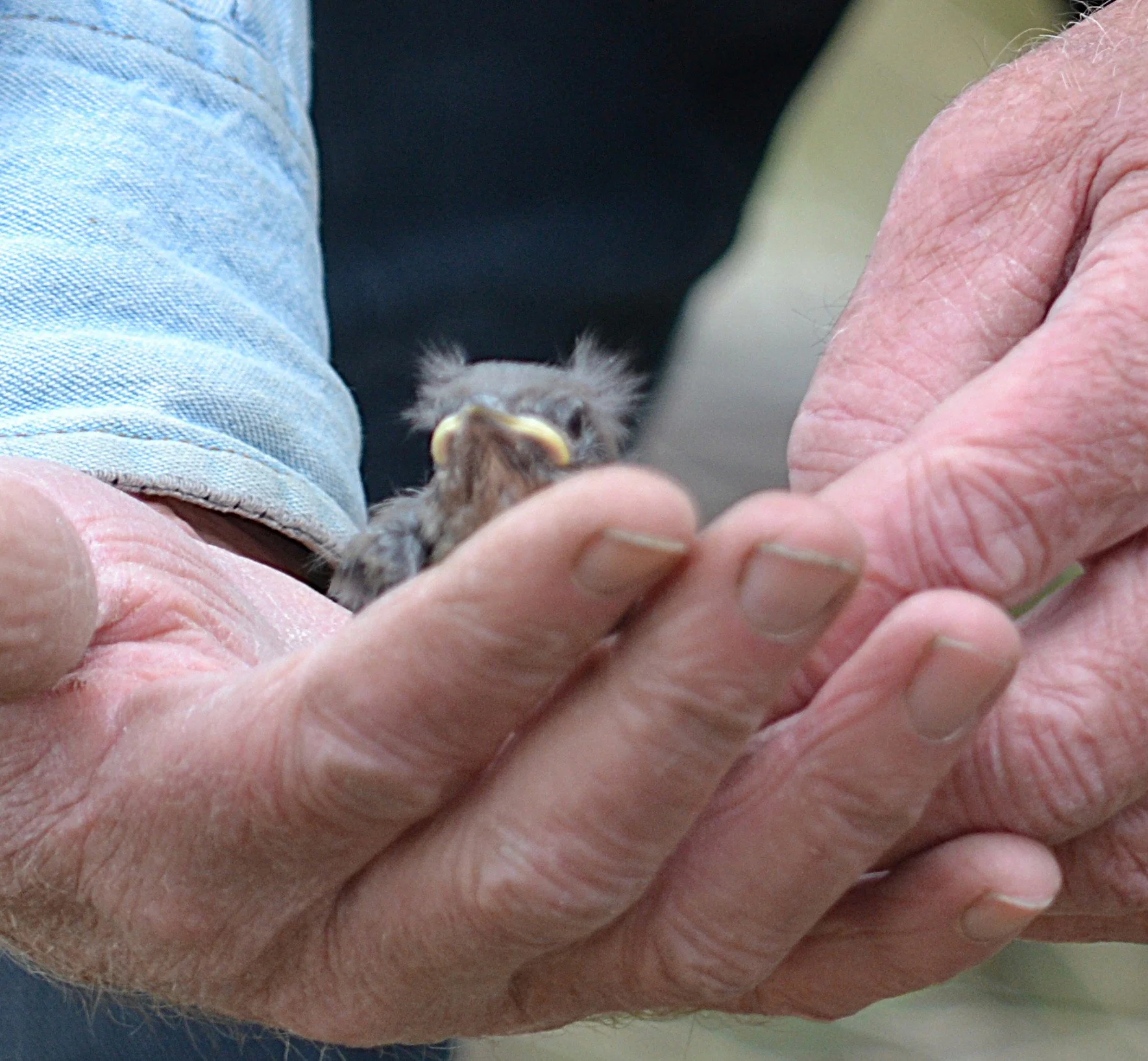 Nestling.DSC_0260.JPG
