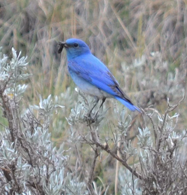 Male bluebird.DSC_0237.JPG