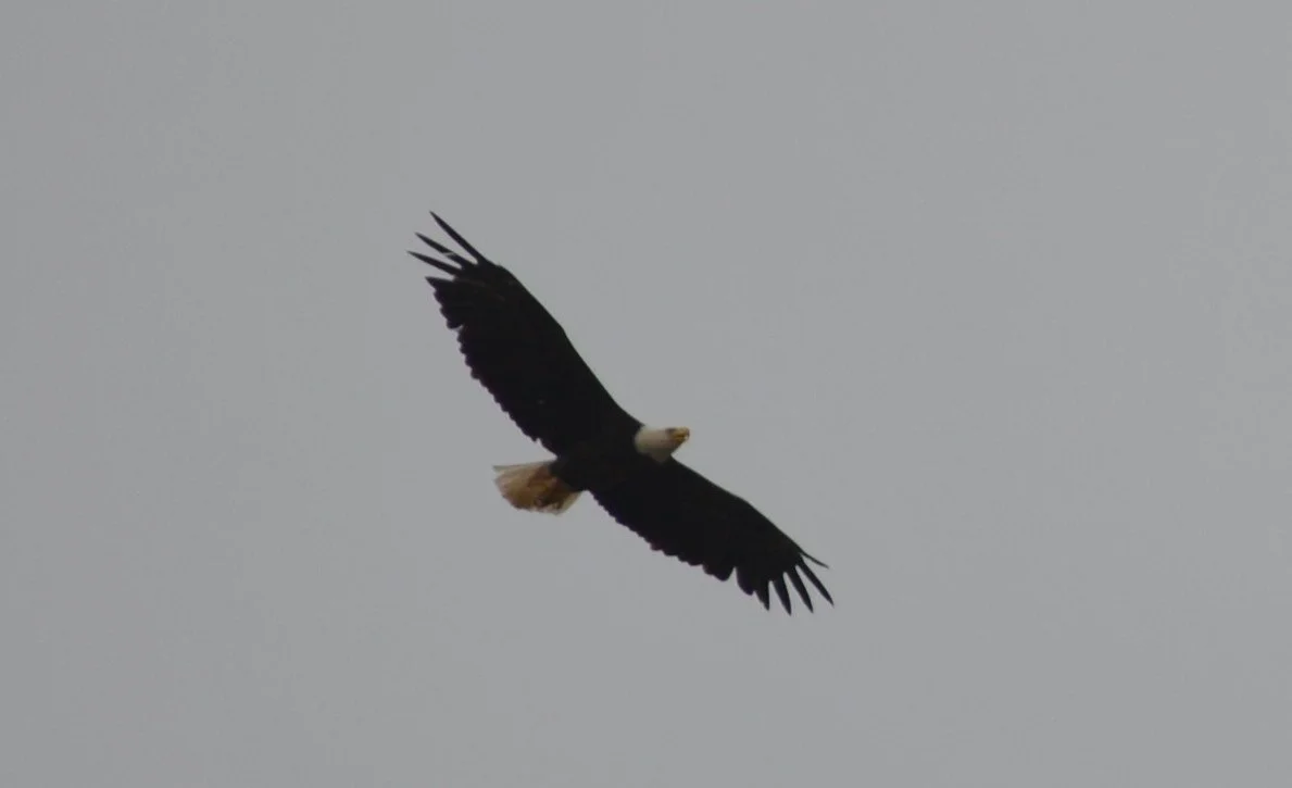 Bald EagleDSC_0241.JPG