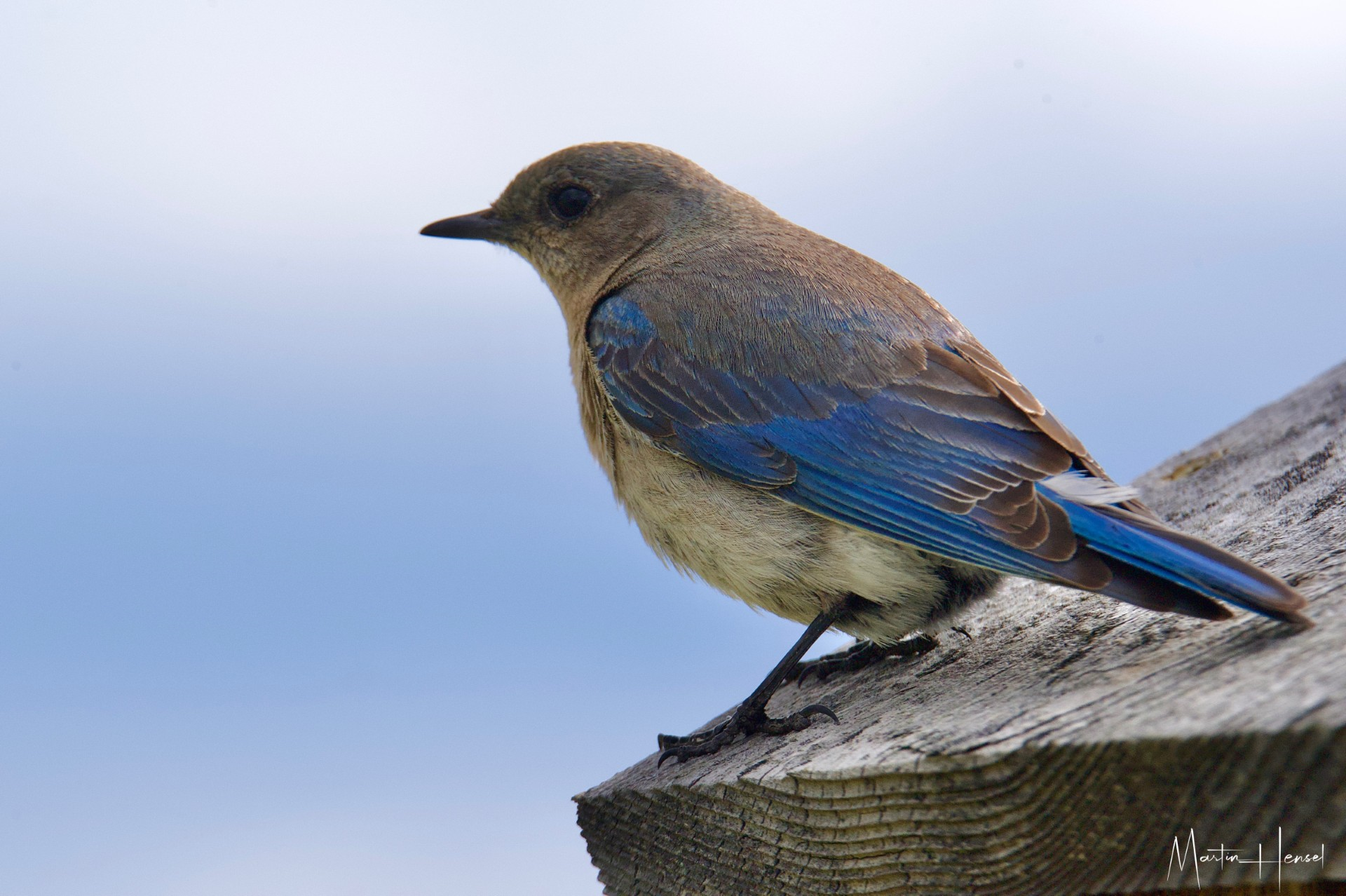 Preparing your nest boxes for winter
