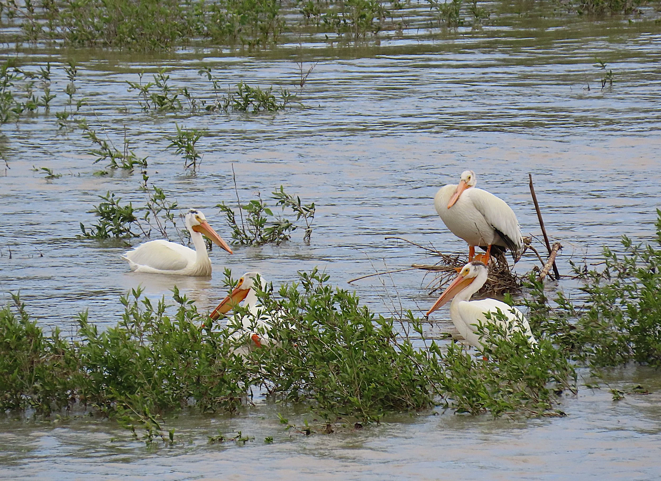 Pelicans.IMG_3055.JPG
