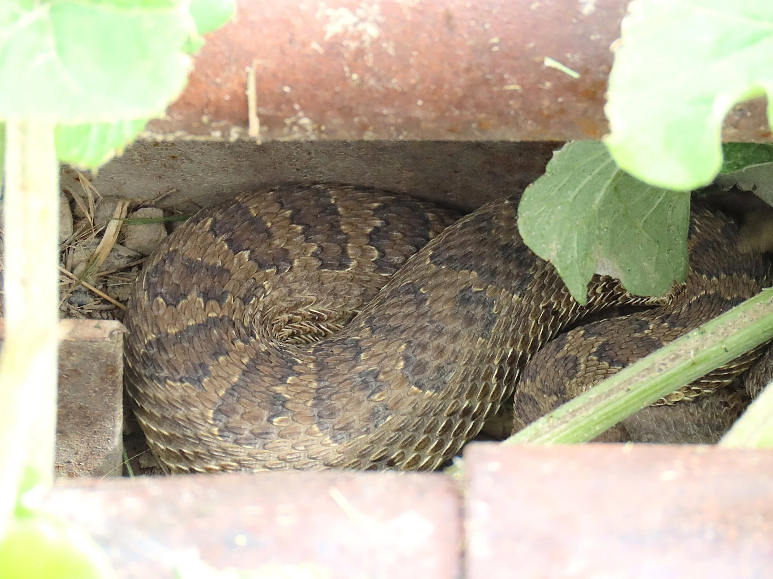 Rusty the Rattlesnake.IMG_3046.JPG
