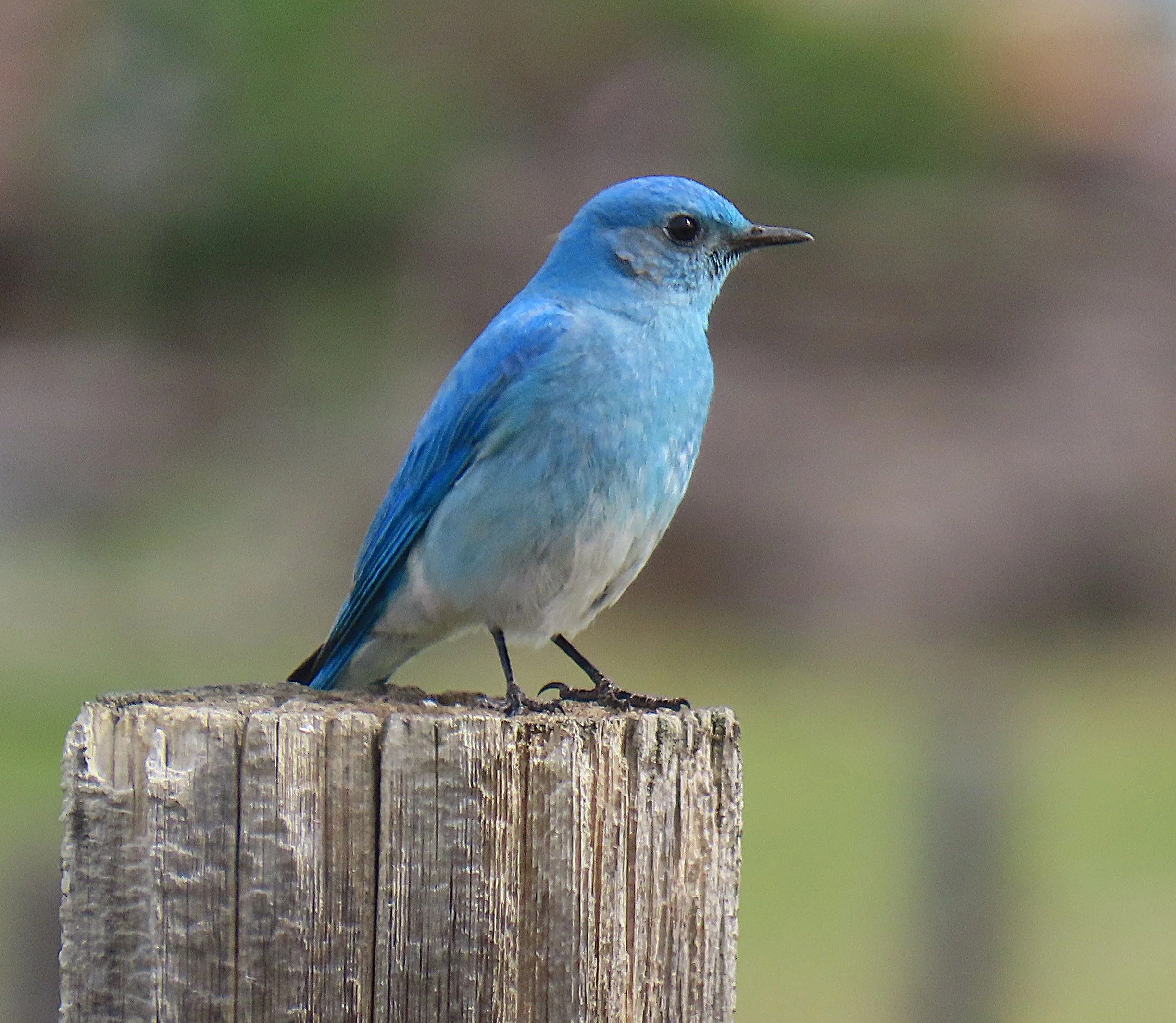 Male Mountain Bluebird.IMG_3031.JPG
