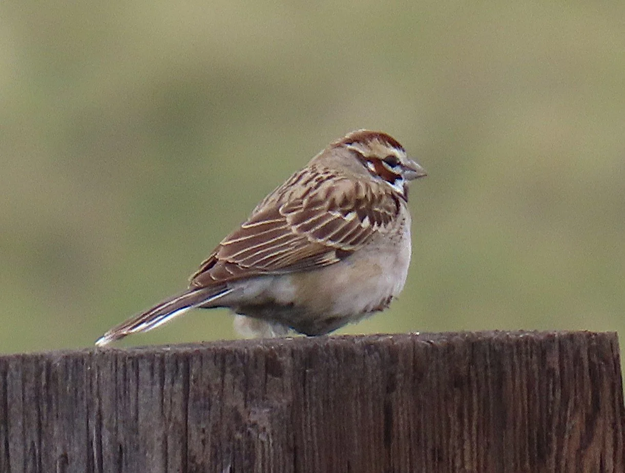 Lark Sparrow.IMG_3057.JPG