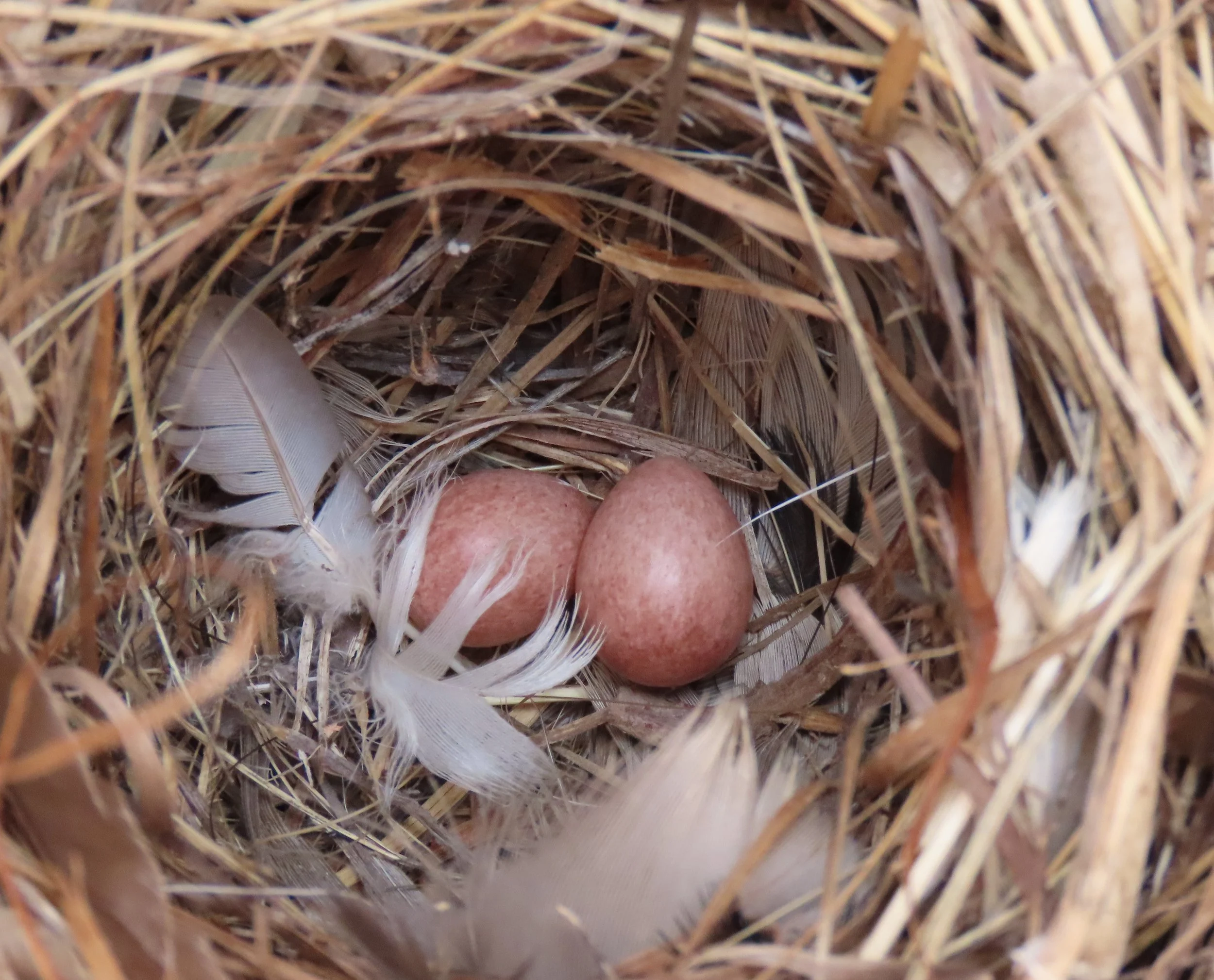 House Wren eggs.IMG_3063.JPG