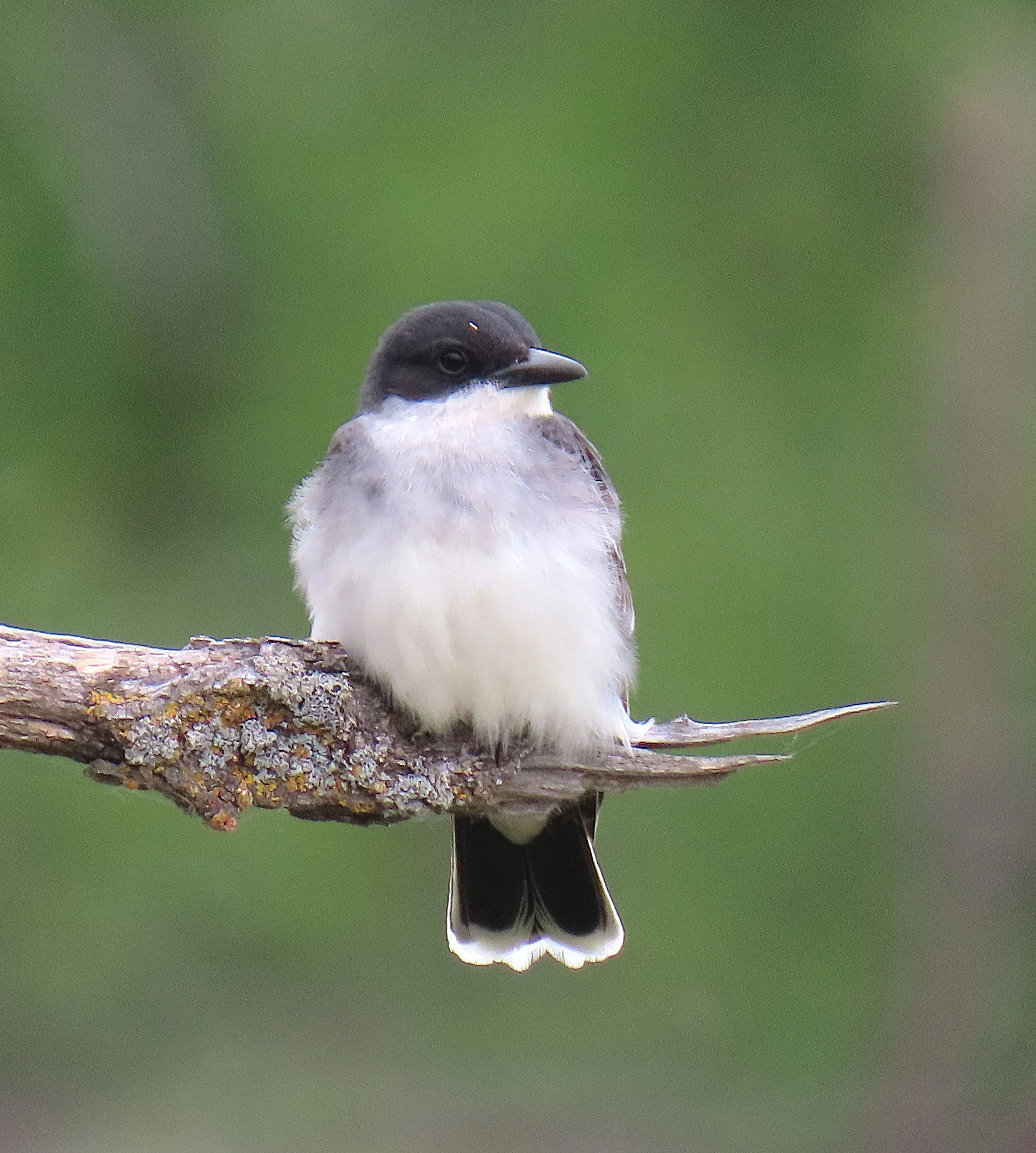 Eastern Kingbird.IMG_3050.JPG