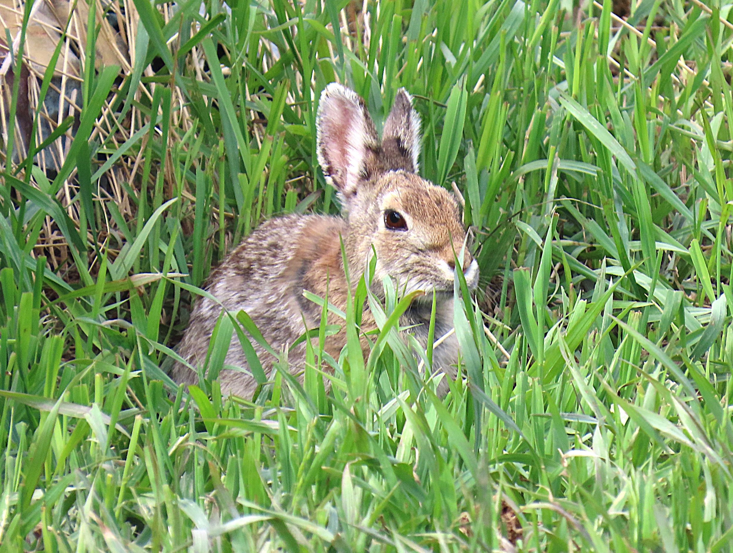 Bunny rabbit.IMG_3022.JPG