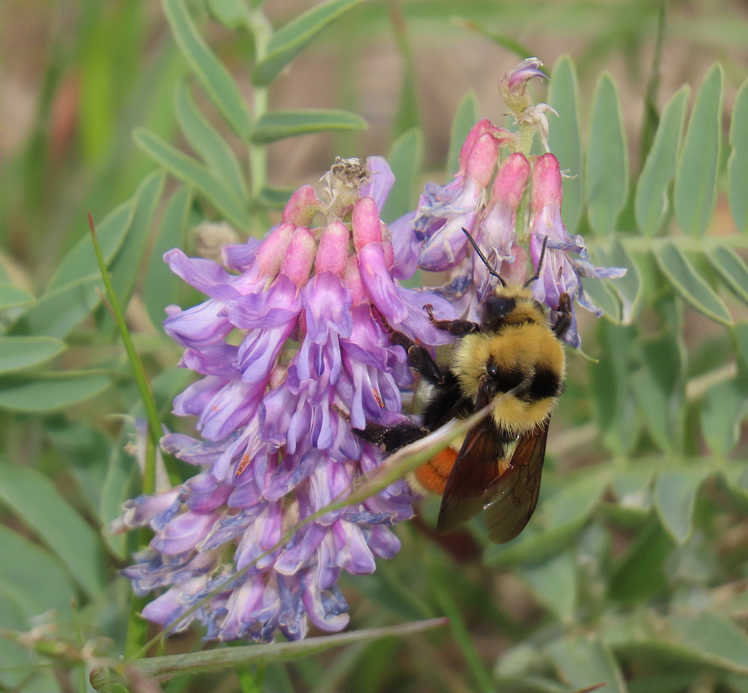 Bumblebee.IMG_3041.JPG
