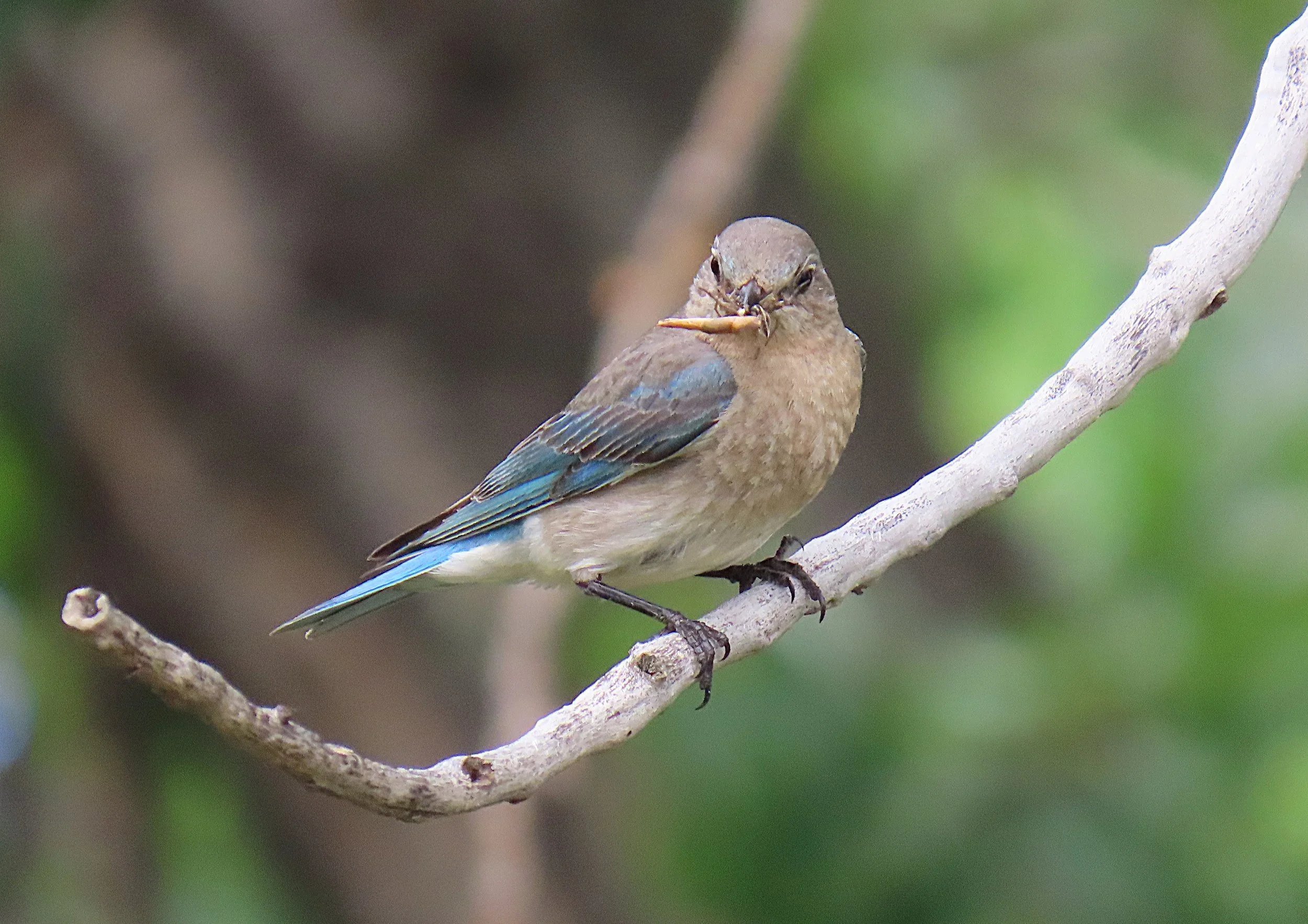Female Mountain Bluebird.IMG_3067.JPG