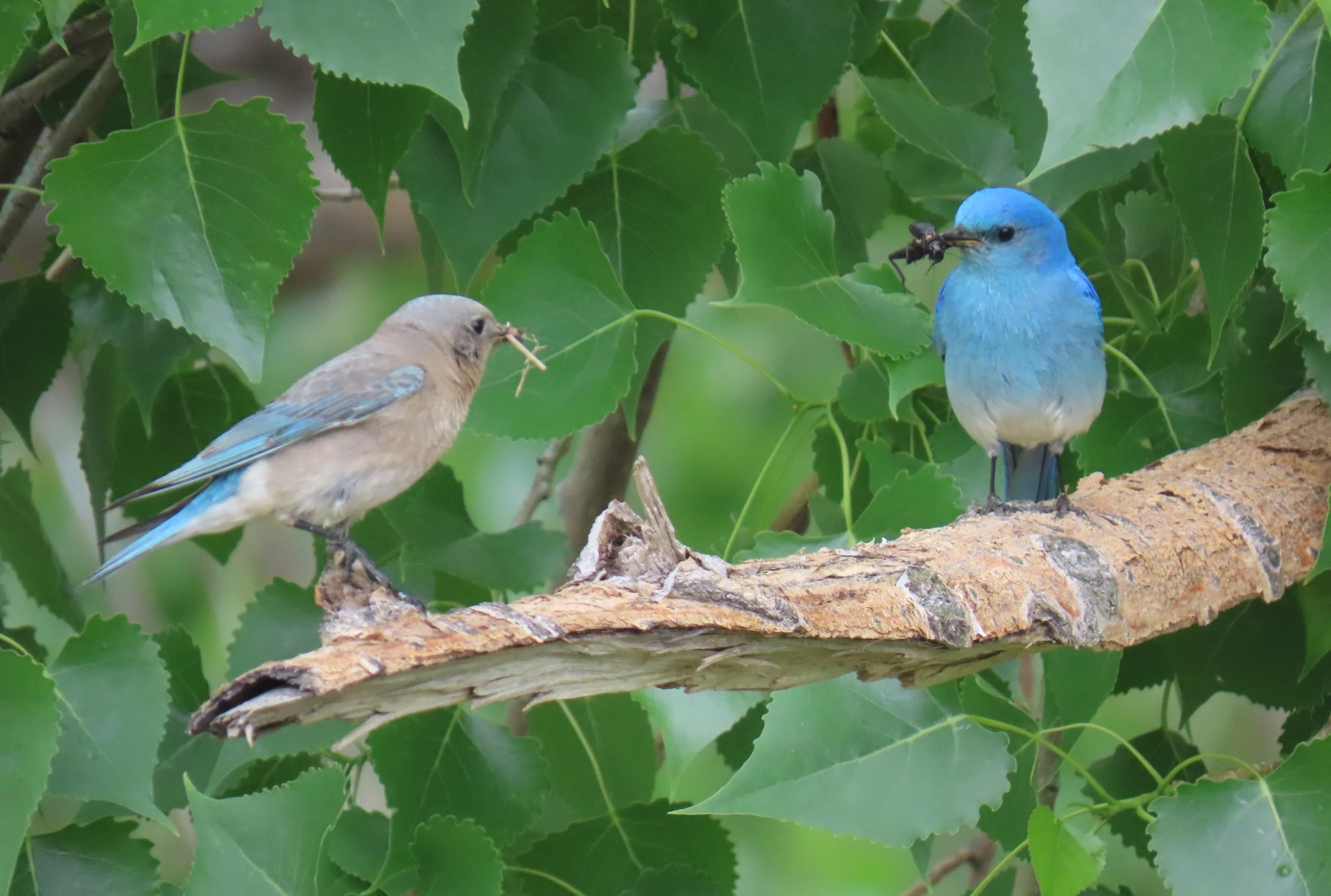 Bluebird Pair.IMG_3099.JPG
