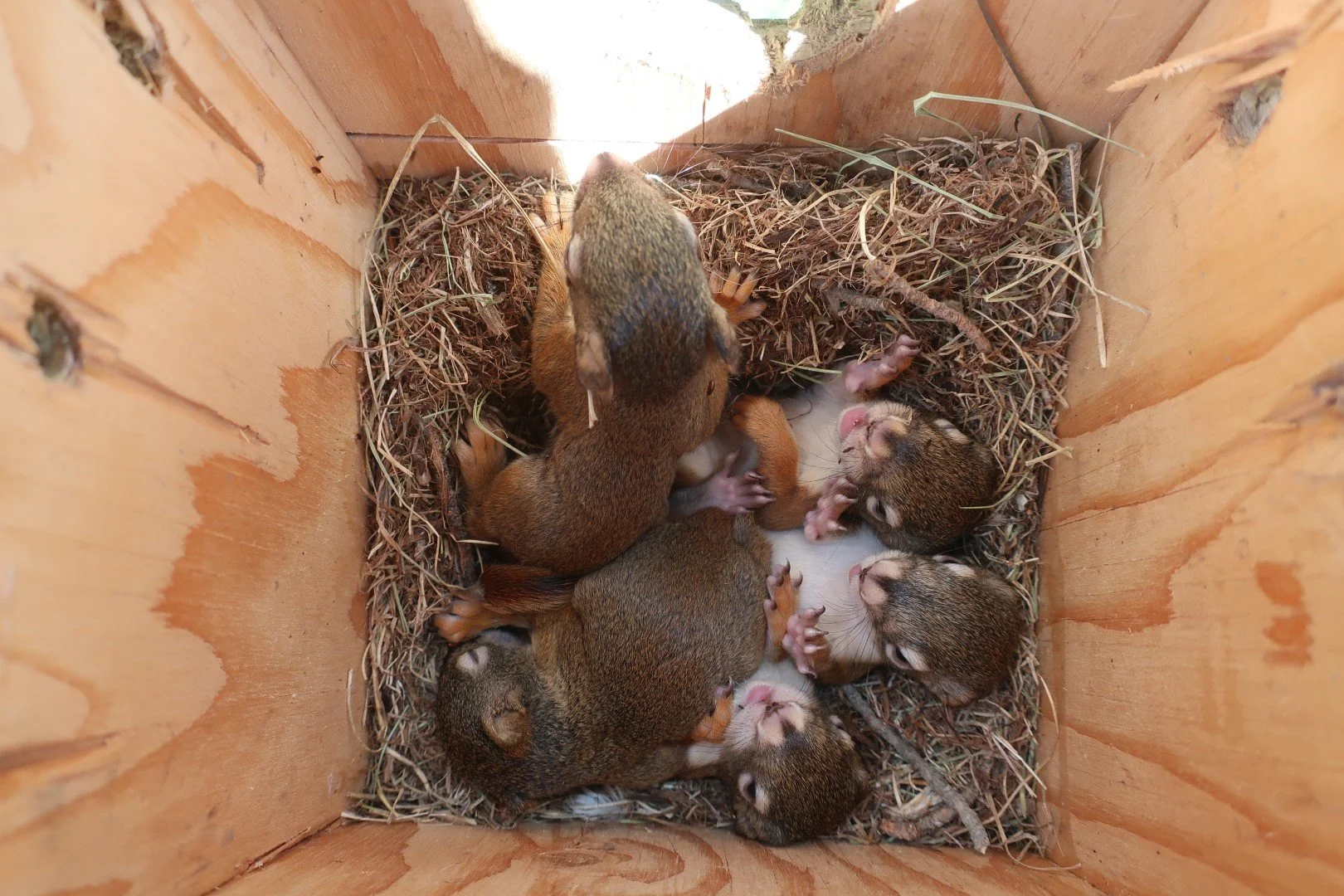 IMG_3042 (squirrels) - SShumborski.JPG