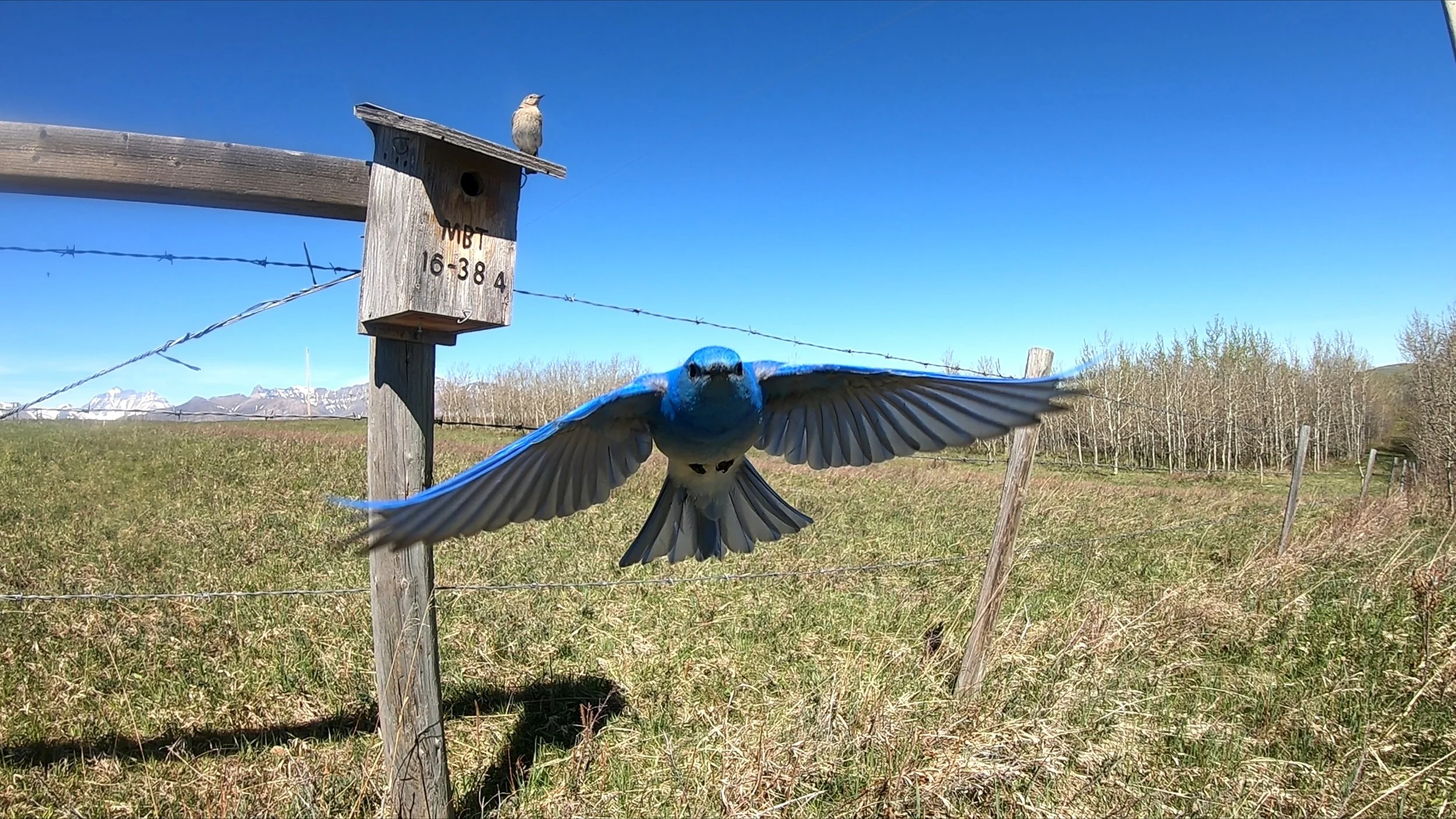 Mountain Bluebird Eggs - a new movie from Rick Andrews