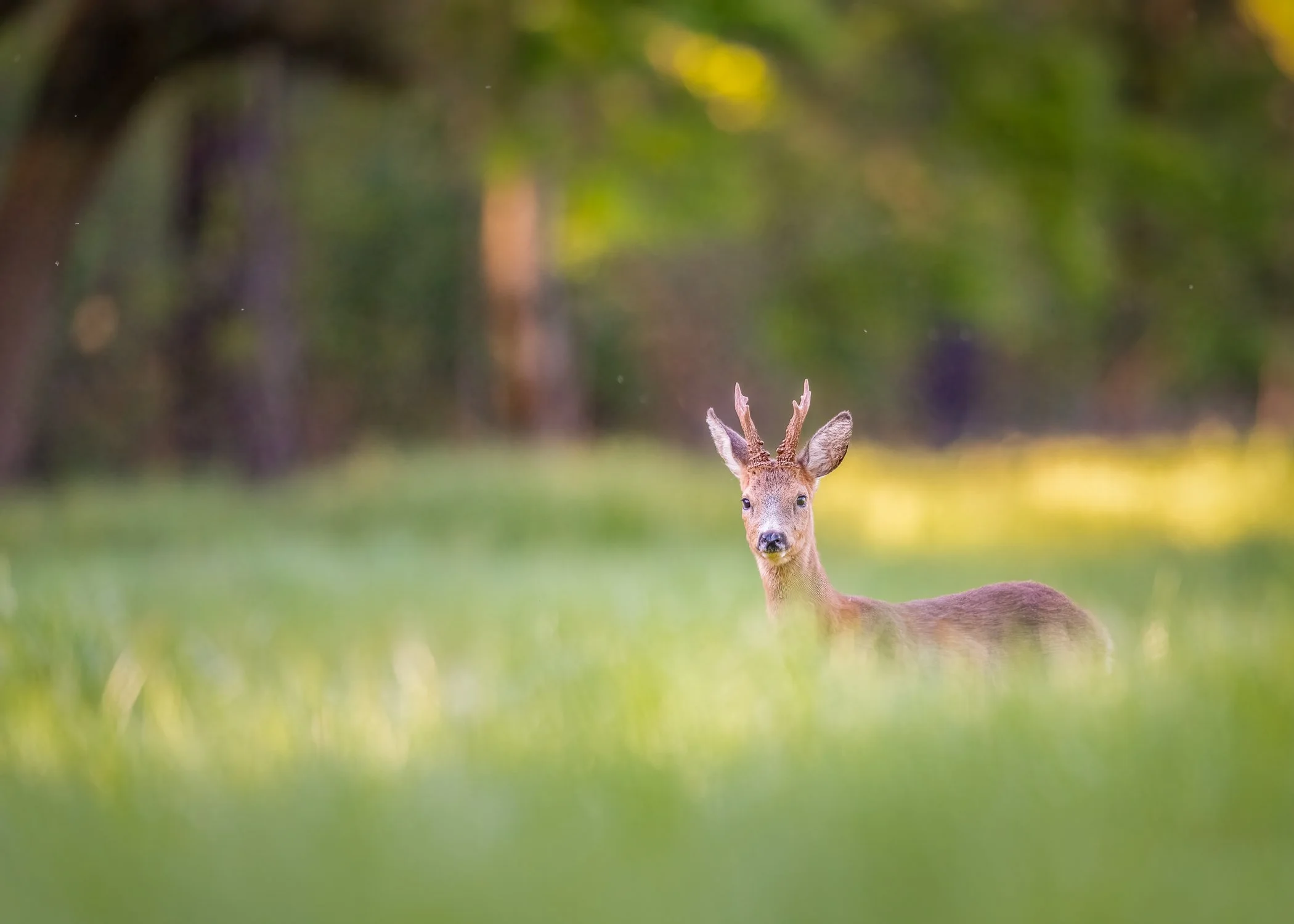 D85_2849-Edit-Edit.jpg