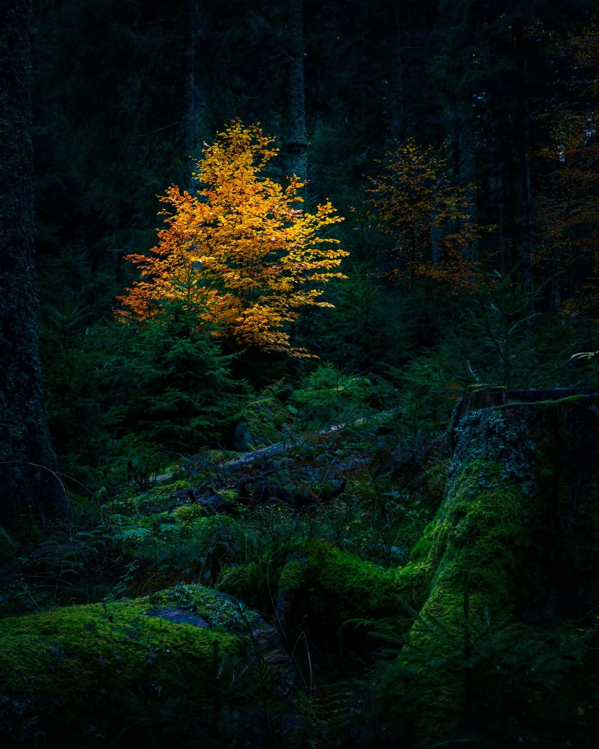 D85_3175-Edit.jpg