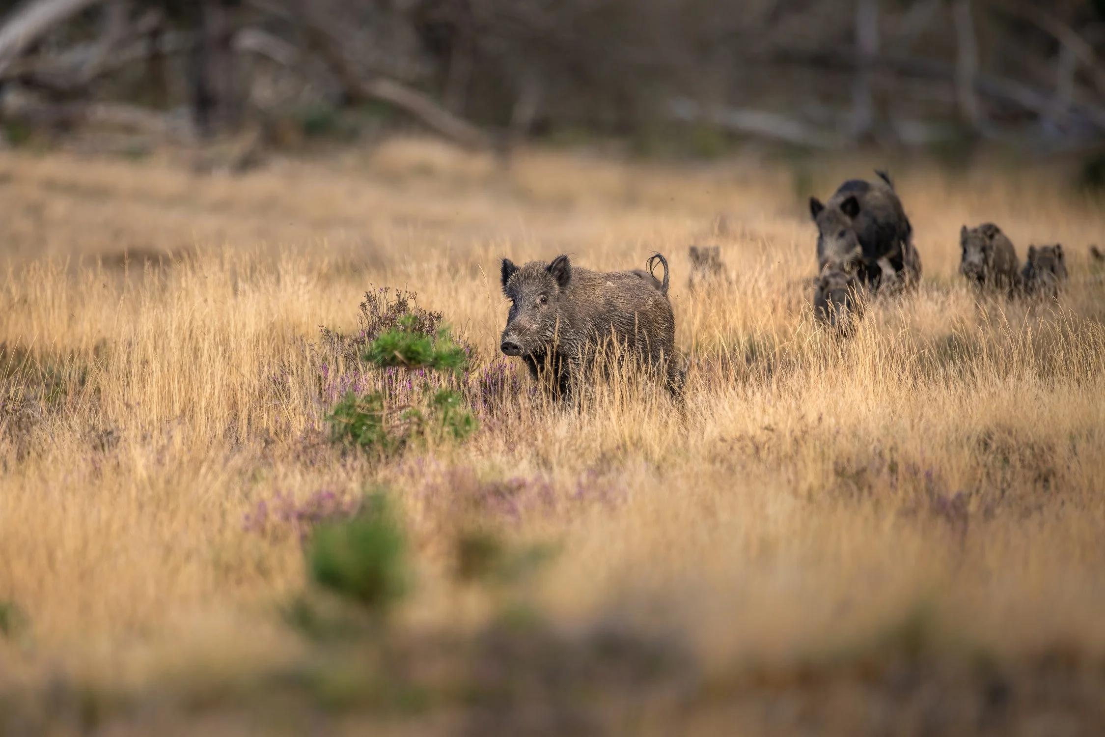 D85_1648-Edit.jpg