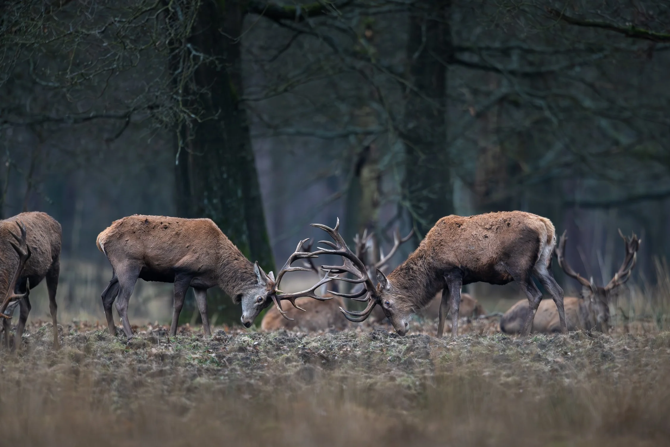D85_4516-Enhanced-NR-Edit.jpg