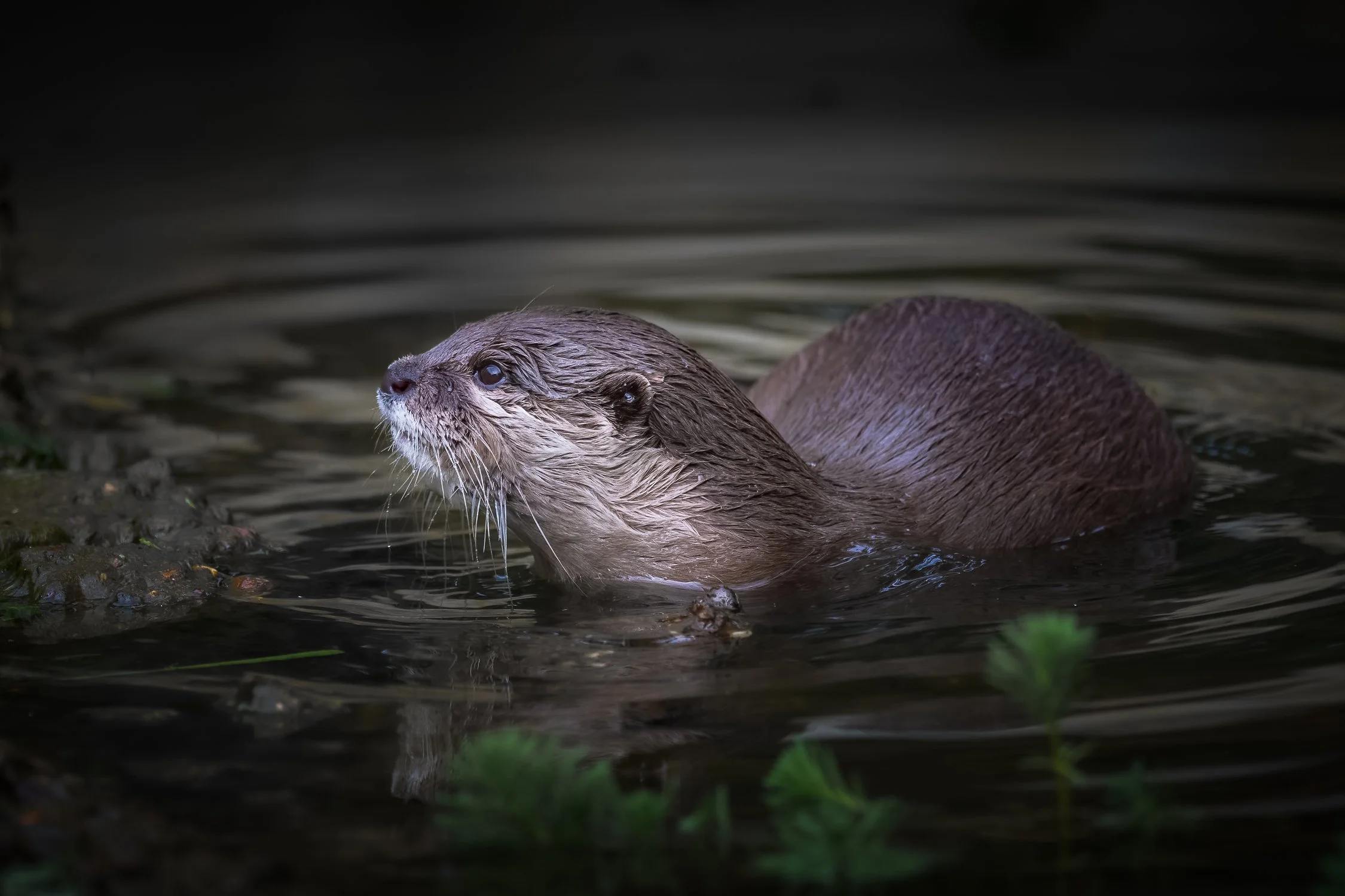 D85_9503-Edit.jpg