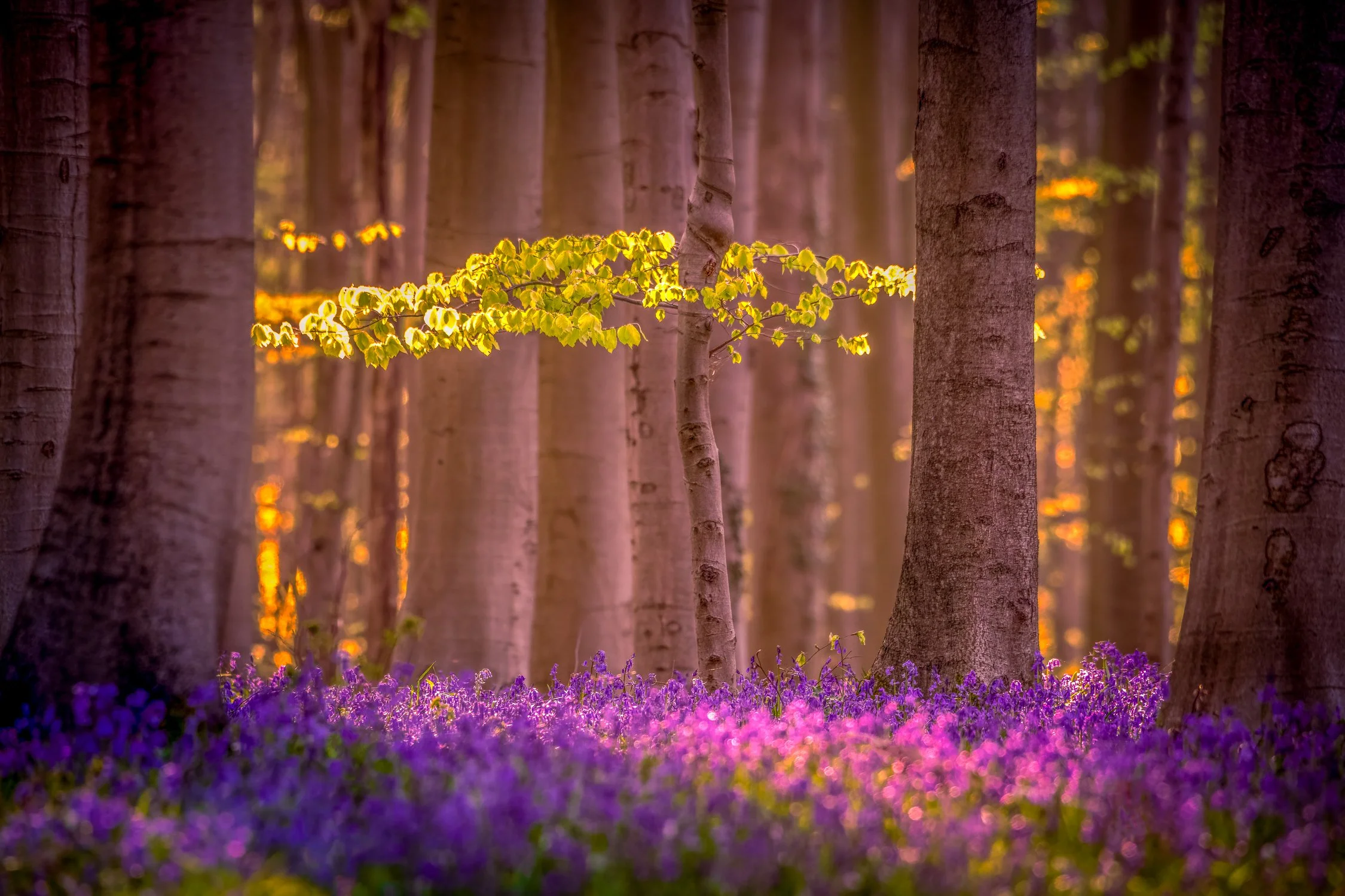 D85_1542-Edit-Edit-Edit.jpg