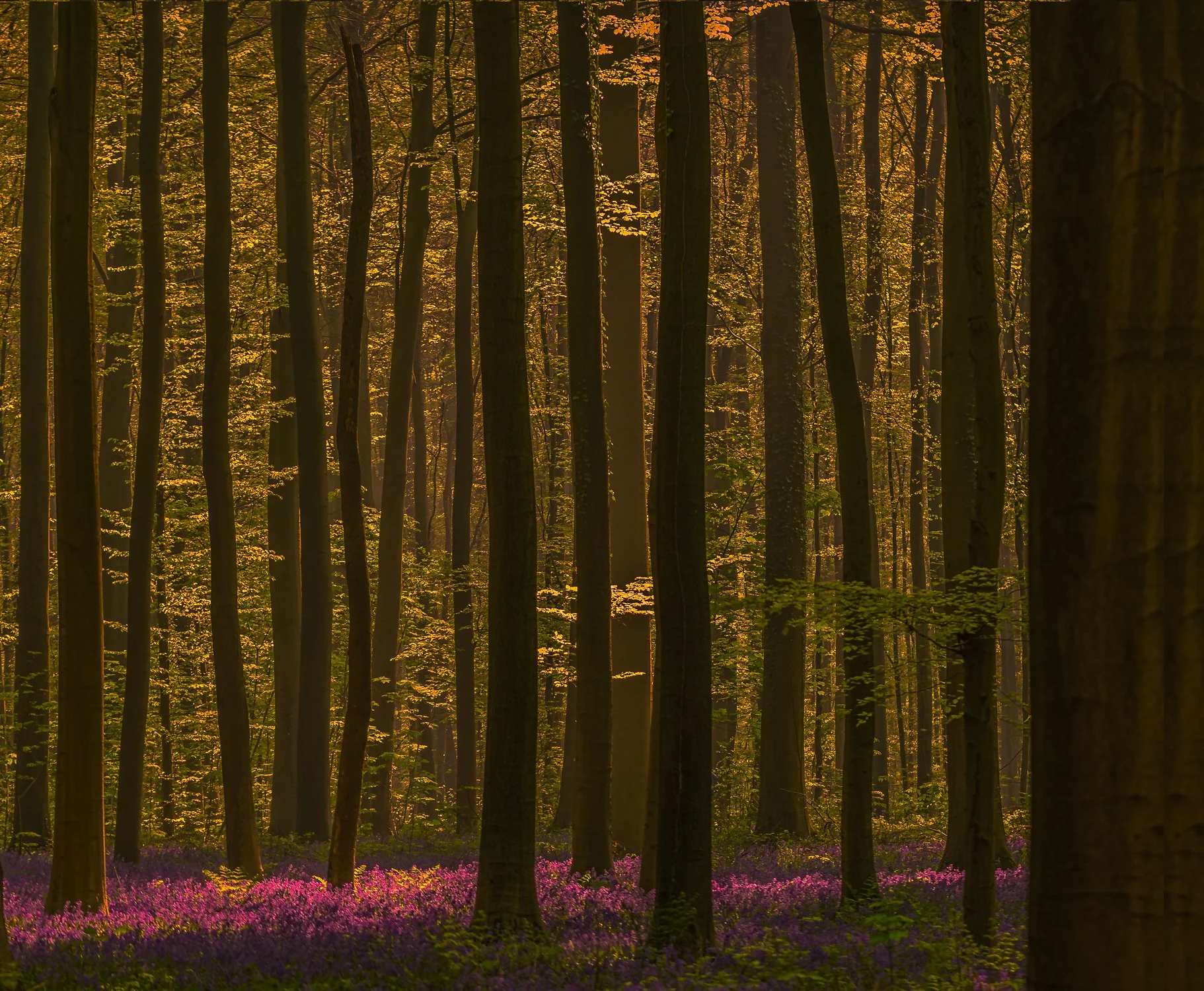 DSC_3976-Edit.jpg