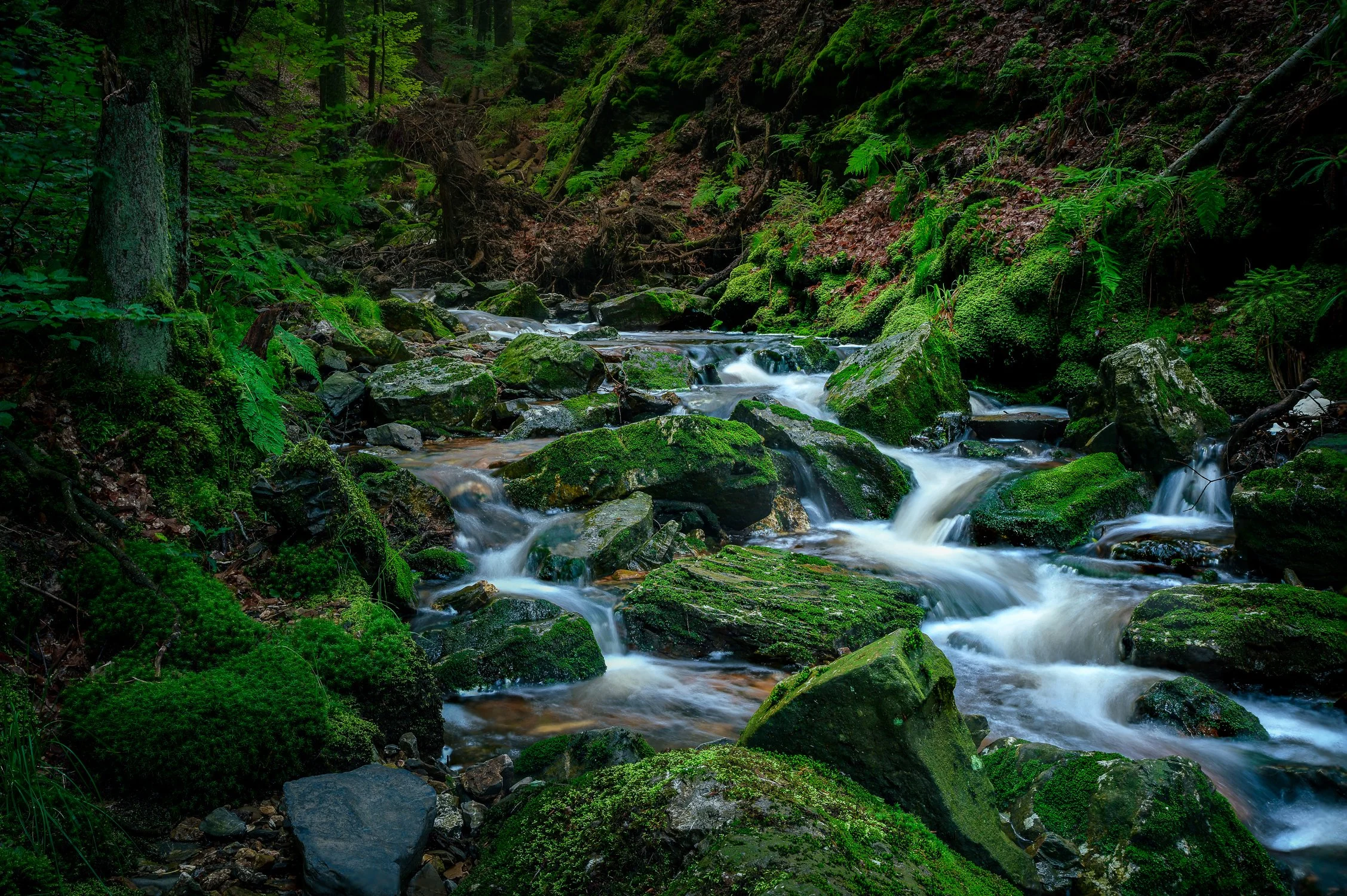 DSC_6462-Edit.jpg