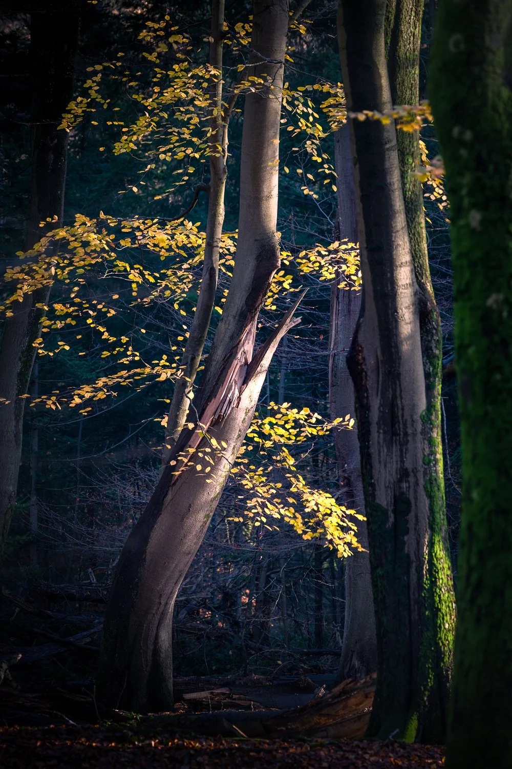 DSC_9647-Edit.jpg