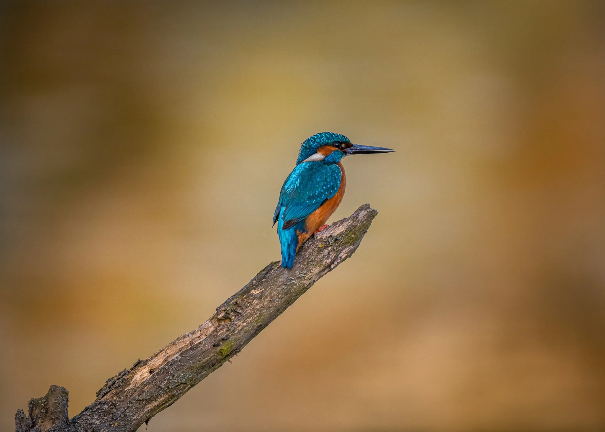 D85_1612.jpg