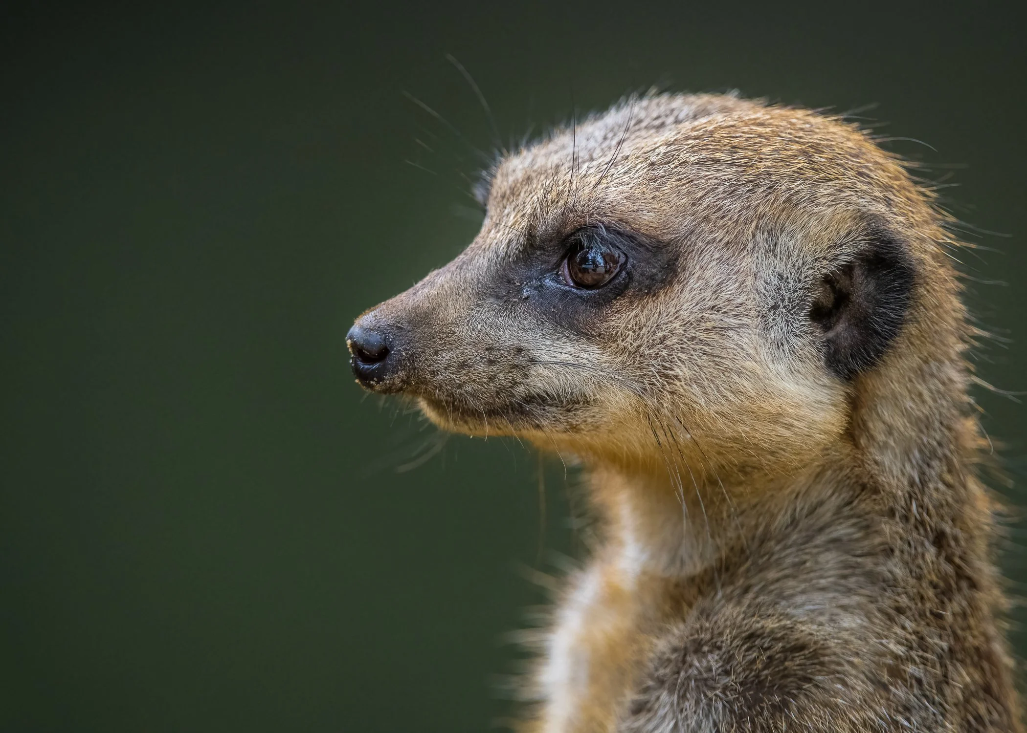 D85_7242-Edit.jpg