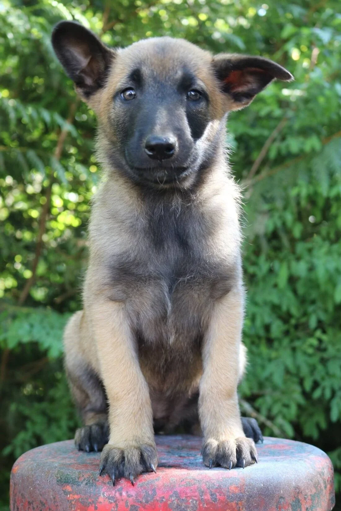 R A I N Rescuing Animals In Need