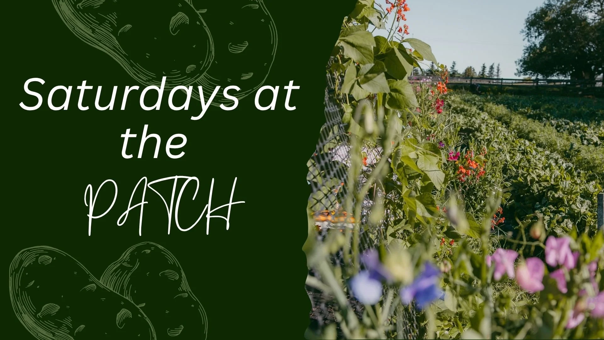 ARAS Community Growing Patch: Saturdays at the patch