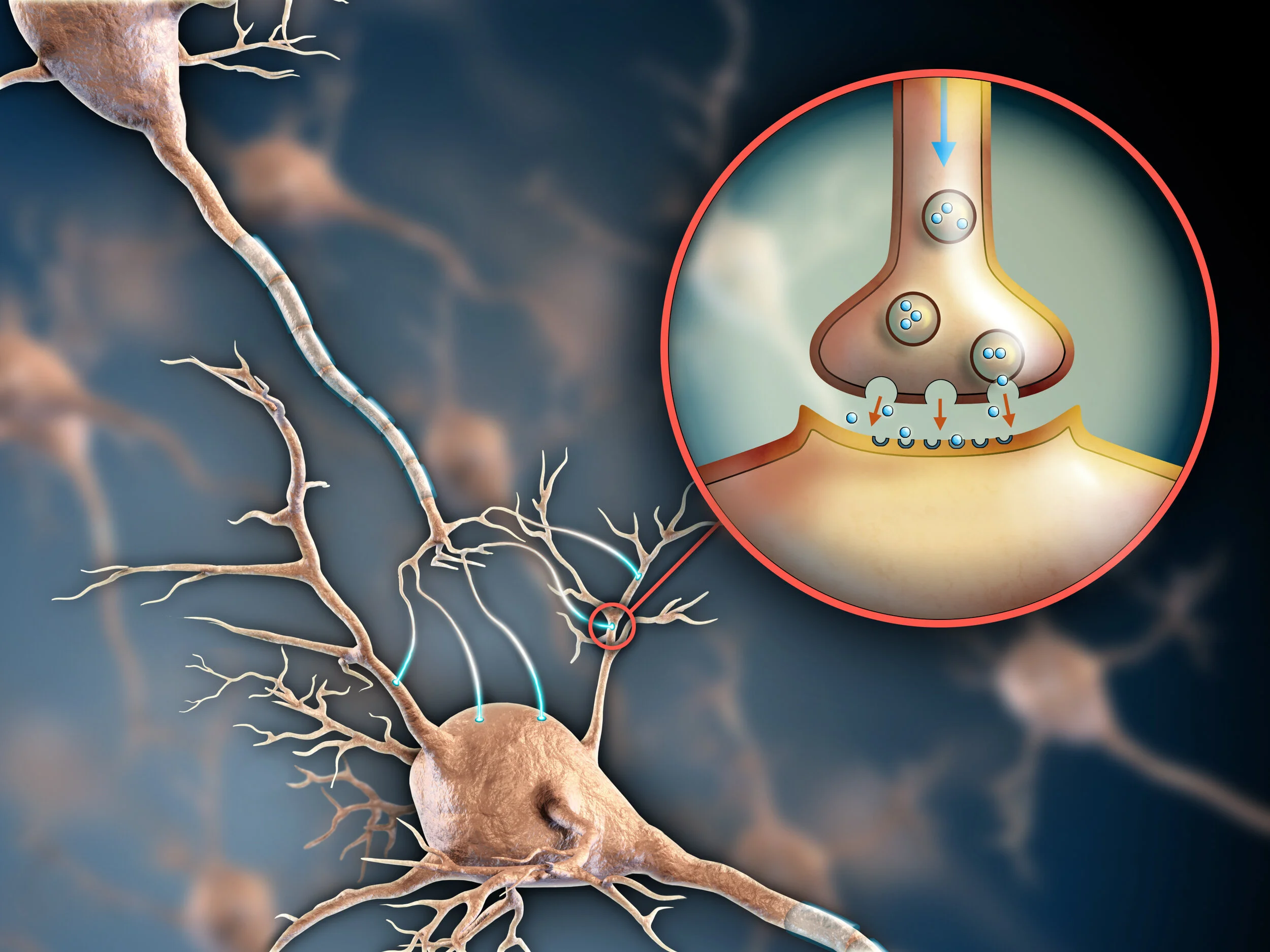 AdobeStock Neuronale Übertragung.jpeg