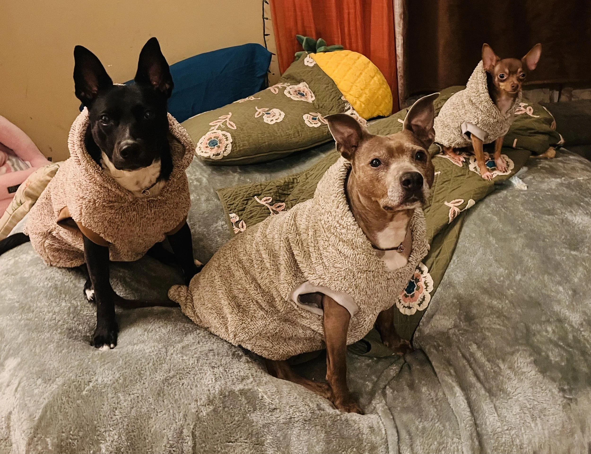 Do Dogs Feel The Same Feelings As Us?