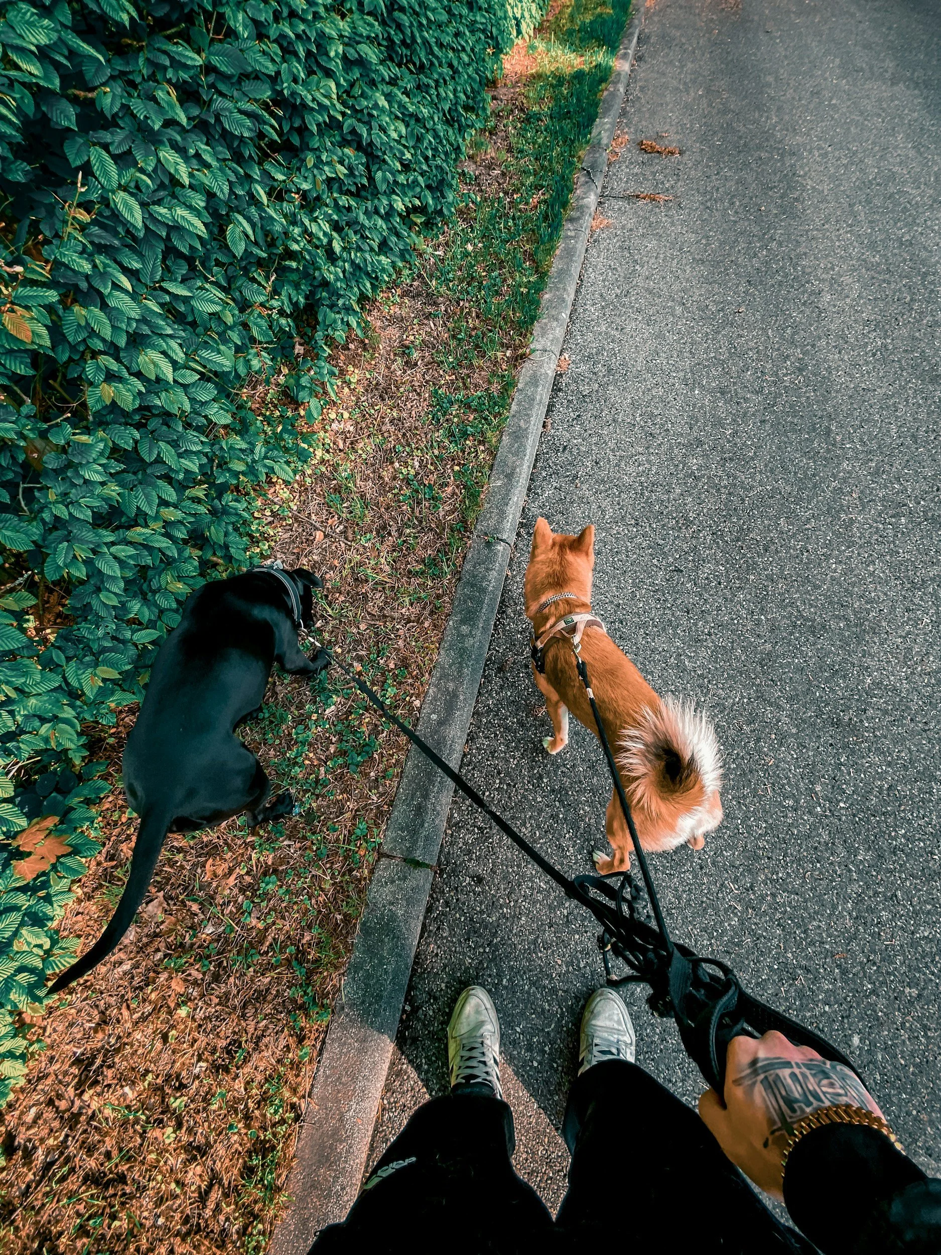 A person walking two dogs on a leash on a sidewalk next to a green hedge and grass. One dog is black, the other is brown and white.