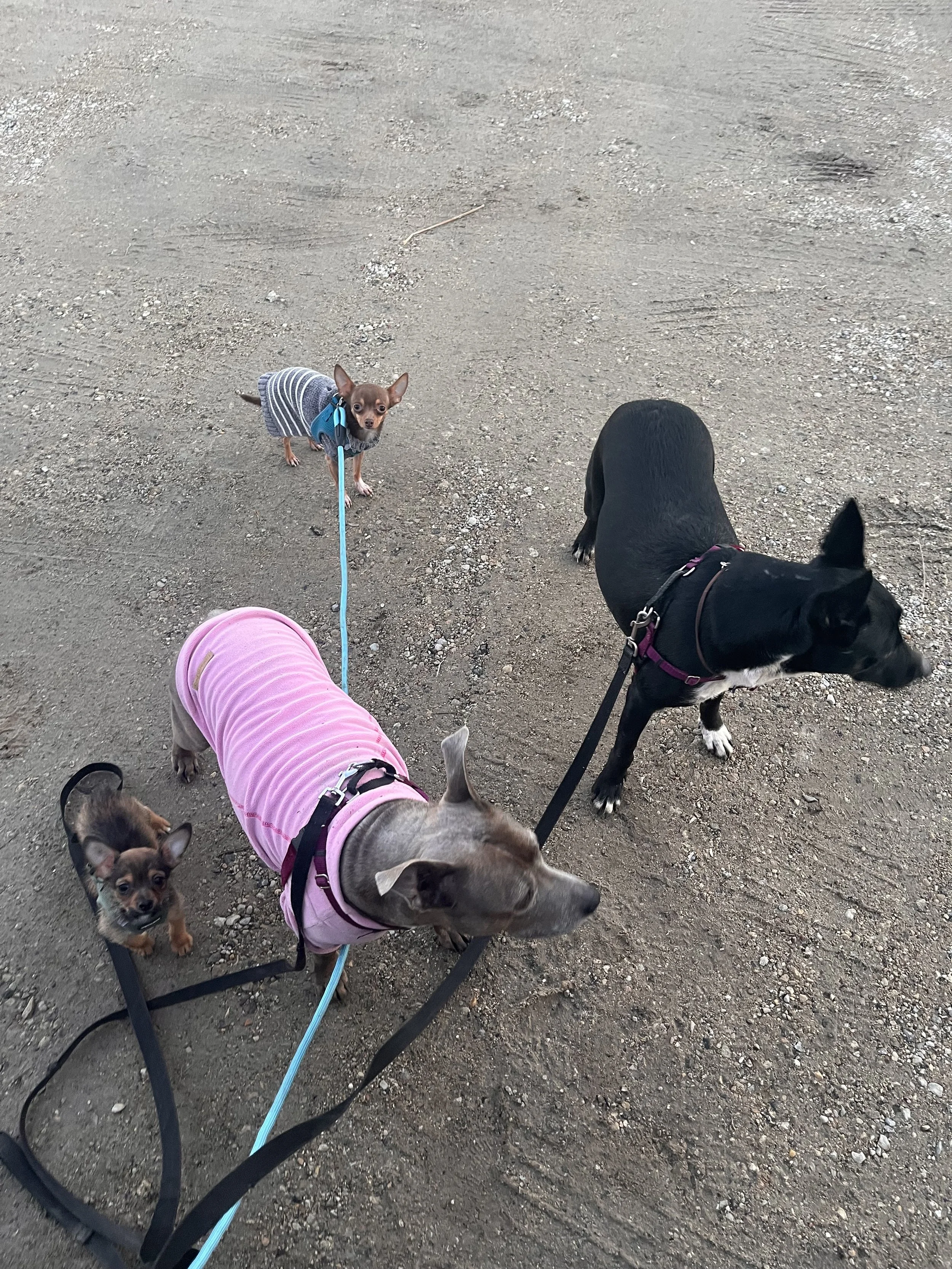 Leash Reactivity: Behavioral Dog Trainer Near Me for Barking &amp; Lunging in McHenry County IL