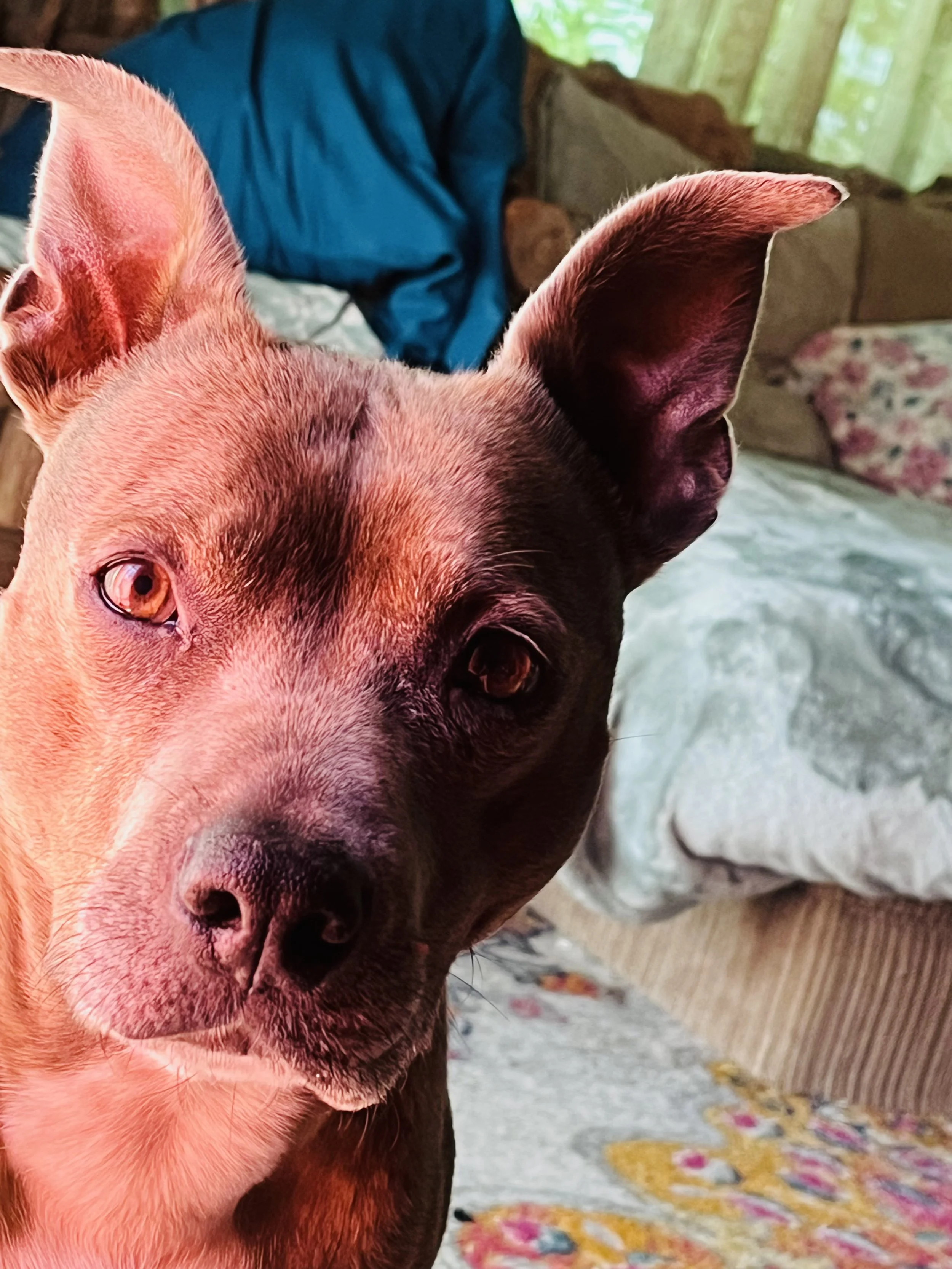 Separation Anxiety: In-Home Dog Trainer McHenry, Lake County &amp; Surrounding Areas