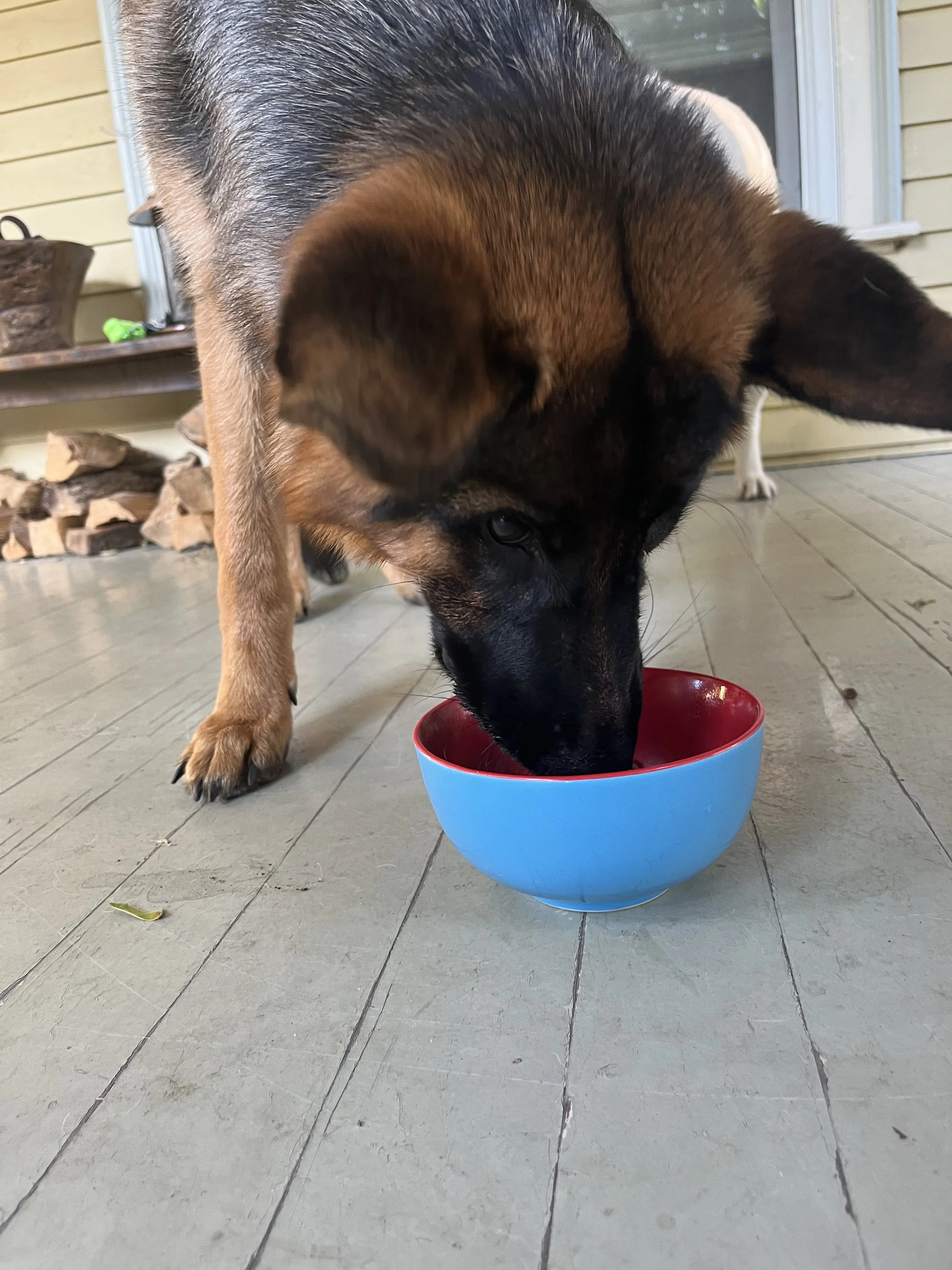 Resource Guarding: Behavioral Dog Trainer Near Me for Food &amp; Toy Aggression Lake County