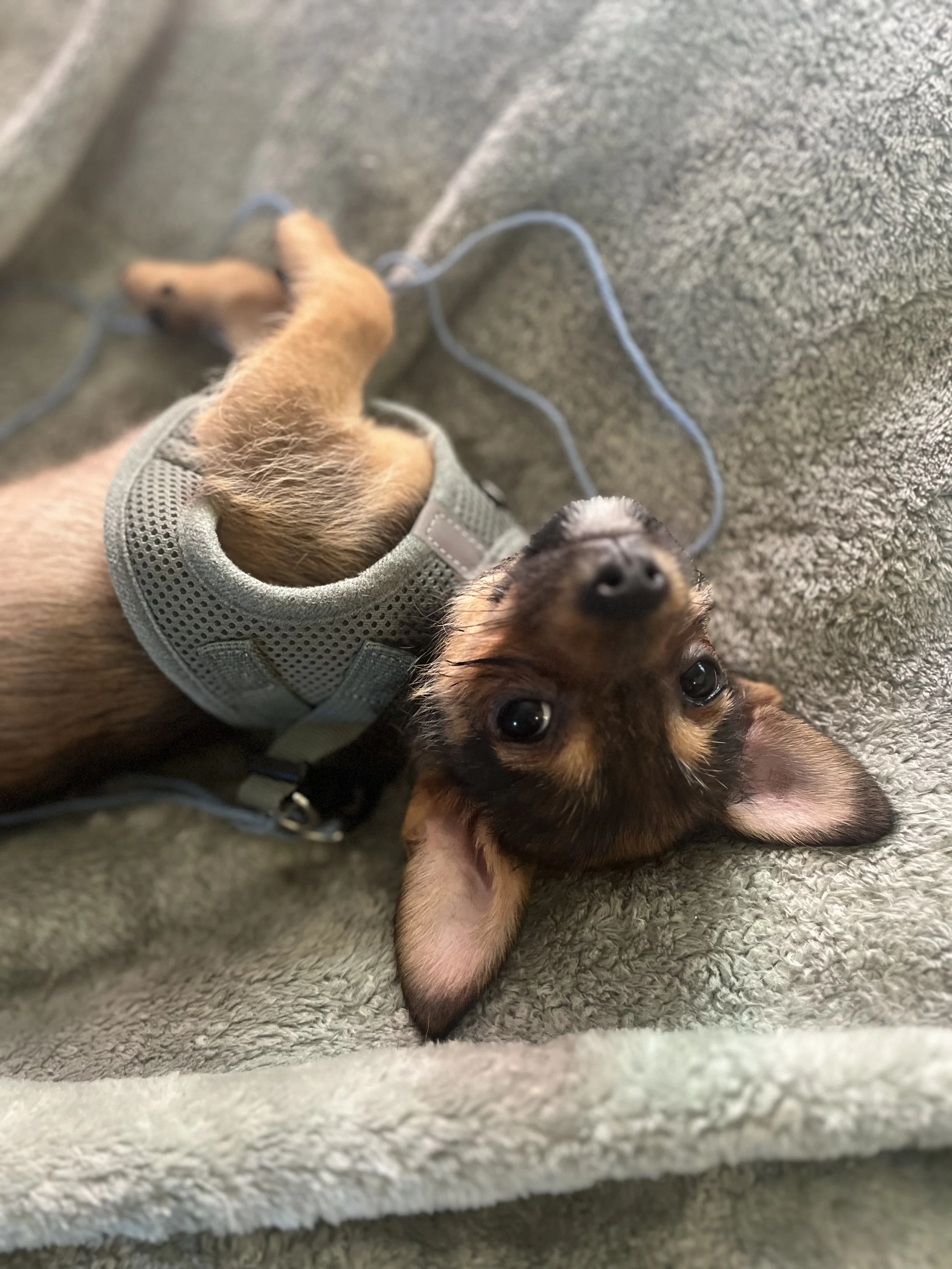 Puppy Biting Help: Behavioral Dog Trainer Near Me in McHenry &amp; Lake County IL